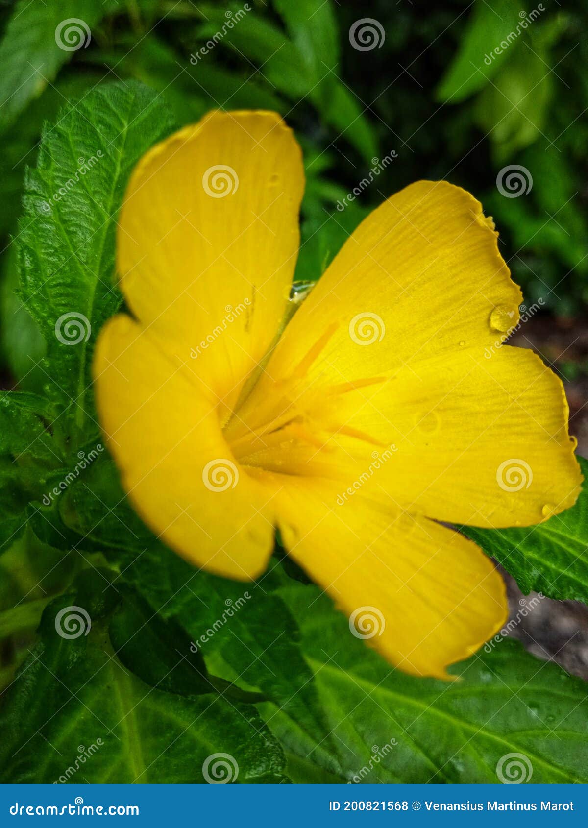 Flower Bloom again stock photo. Image of herb, wildflower 200821568
