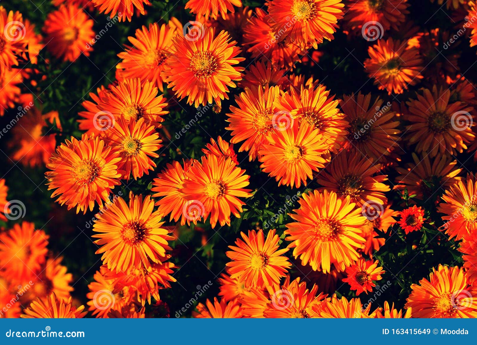 Orange Flowers Bloom and Fade Background Stock Image Image of morning