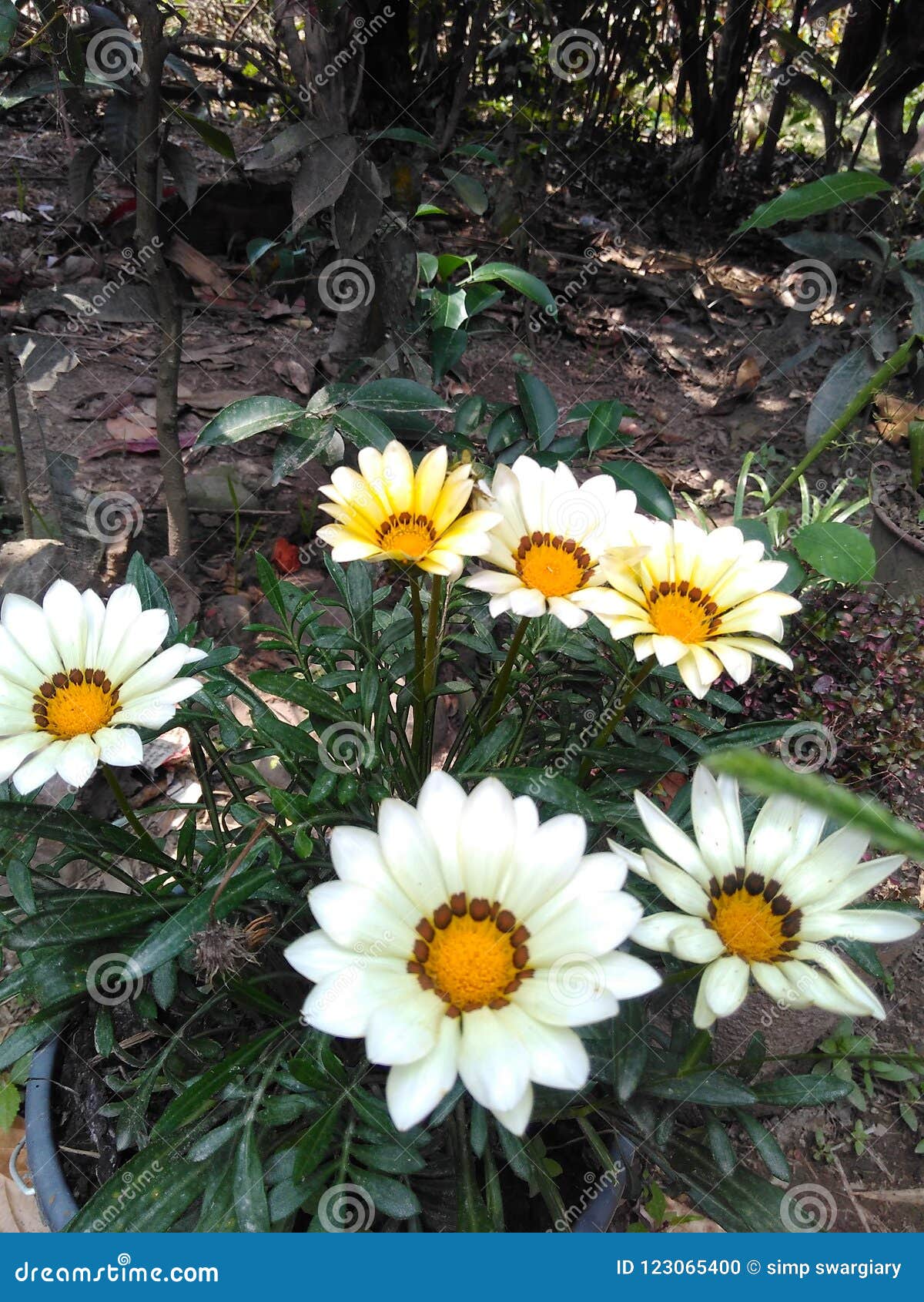 Flower bloom stock photo. Image of bloom, spread, flower 123065400