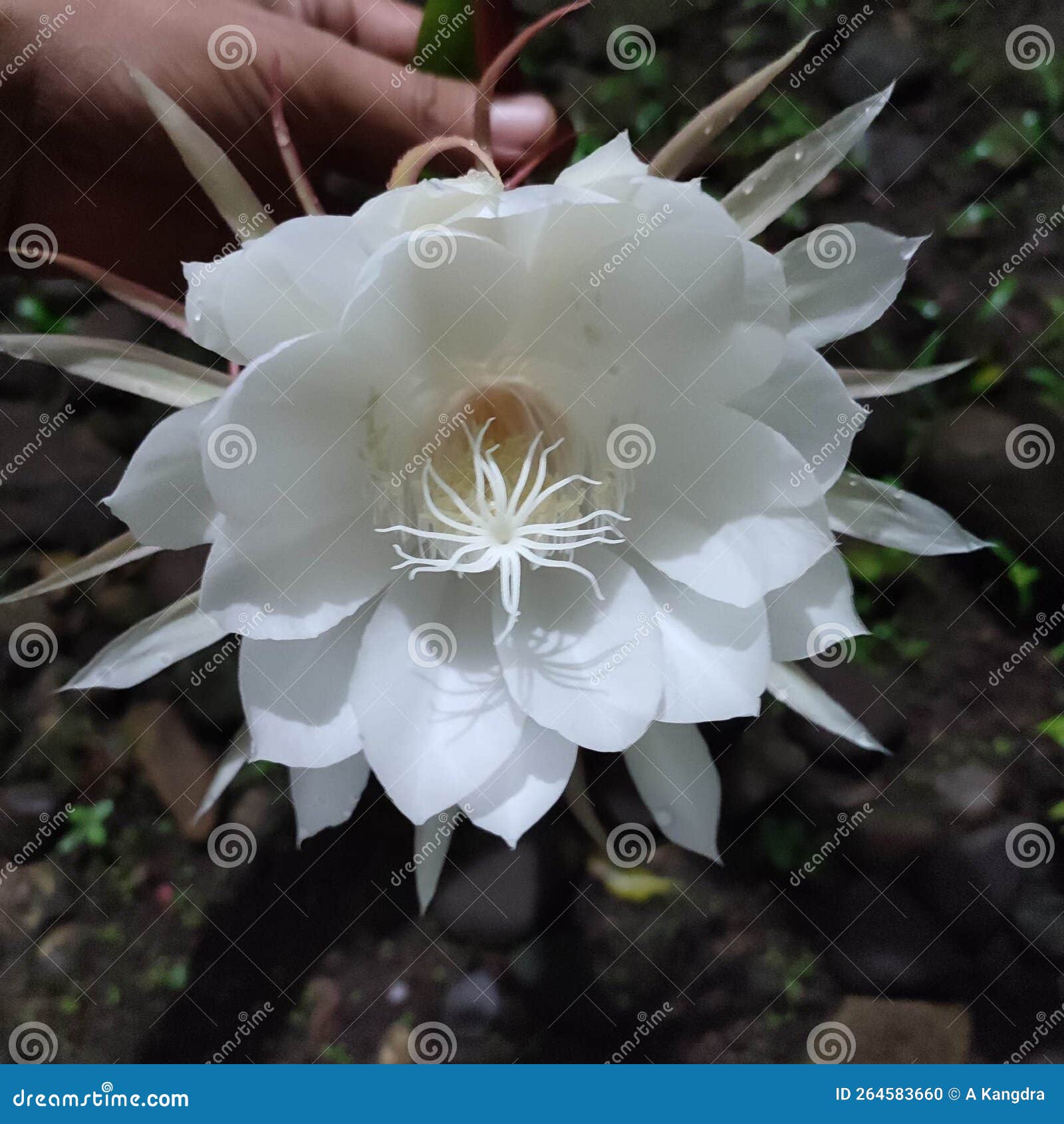 Wijayakusuma Flower or Also Called Wiku Flower Stock Photo Image of
