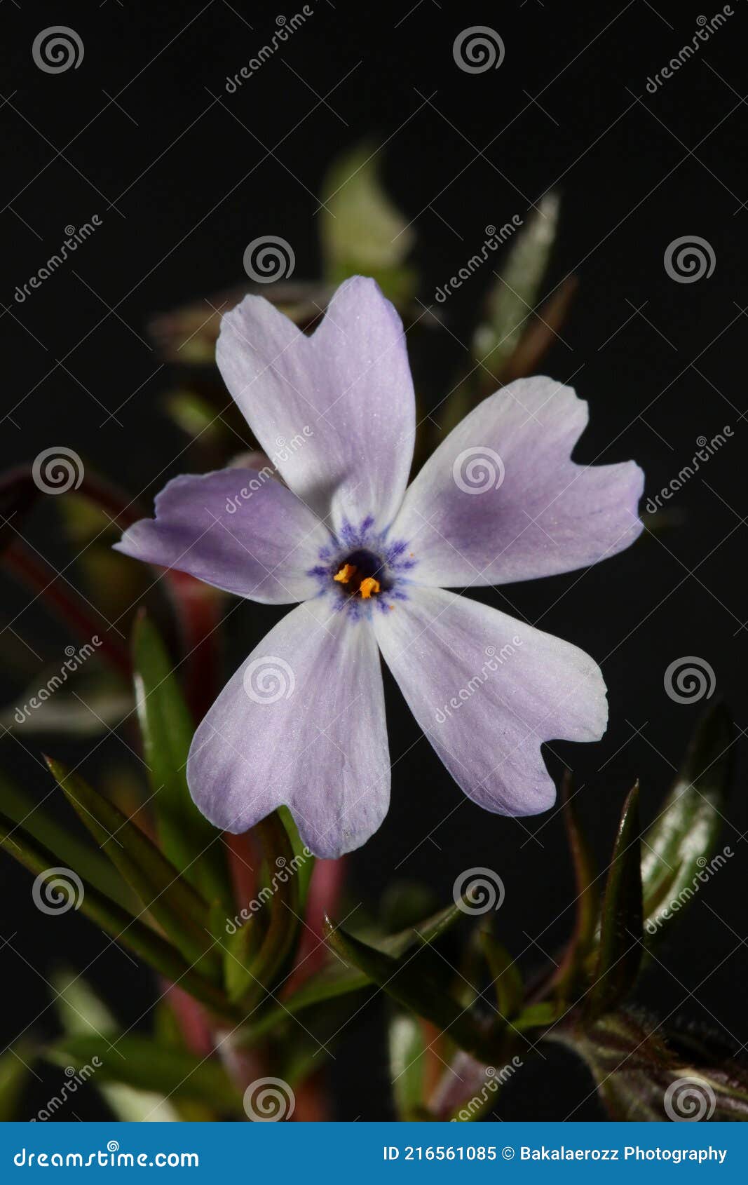 flower blossom close up phlox sabulata l. family polemoniaceae btaniacal modern high quality big size educational prints