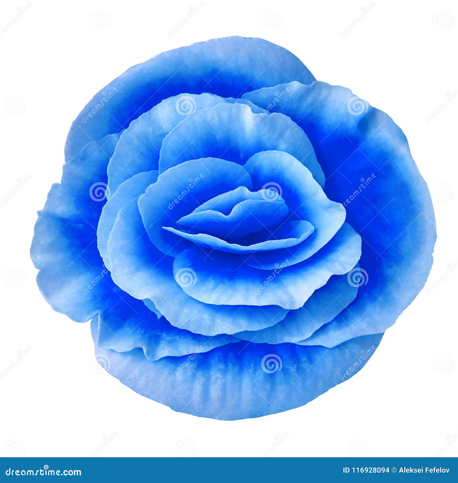 Flower Blue Begonia Isolated on White Background. Close-up Stock Photo -  Image of beautiful, clipping: 116928094