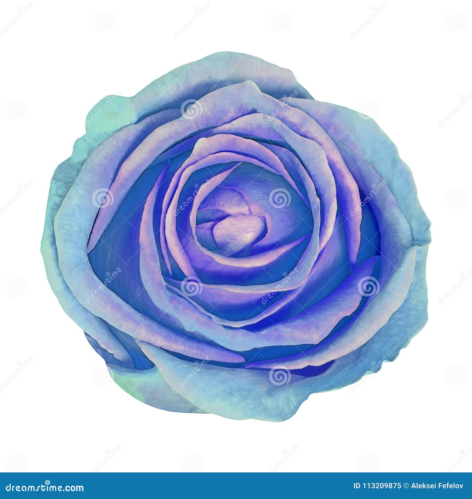 Flower Blue Cyan Rose Isolated on White Background. Closeup Stock