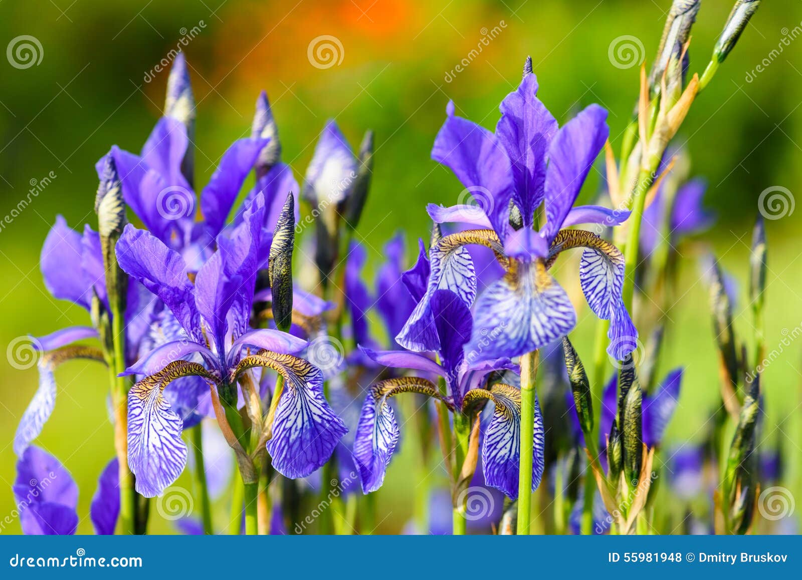 Flower blue iris stock photo. Image of season, bloom - 55981948