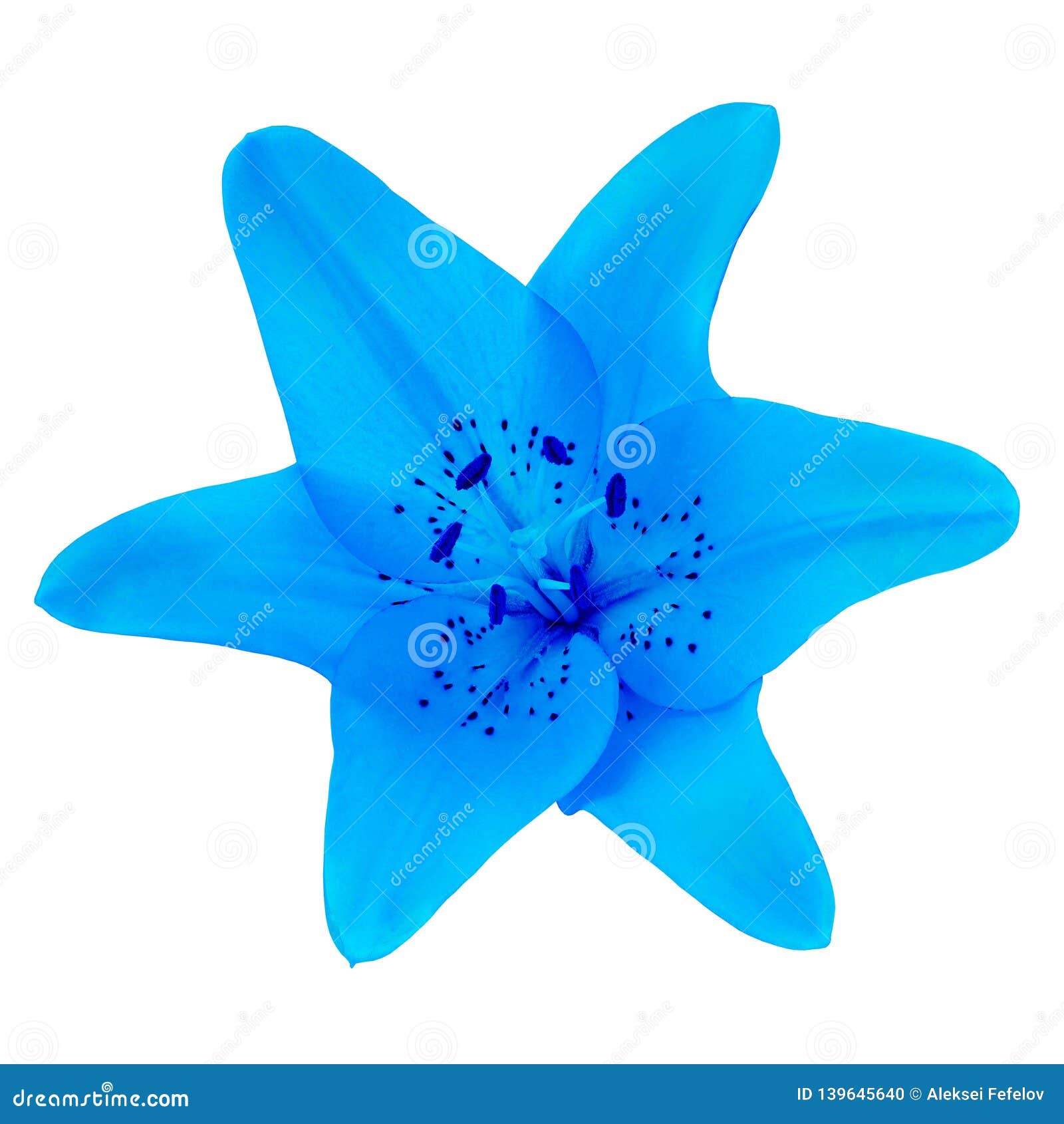 Flower Blue Lily Isolated on White Background. Closeup Stock Photo Image of garden, blue