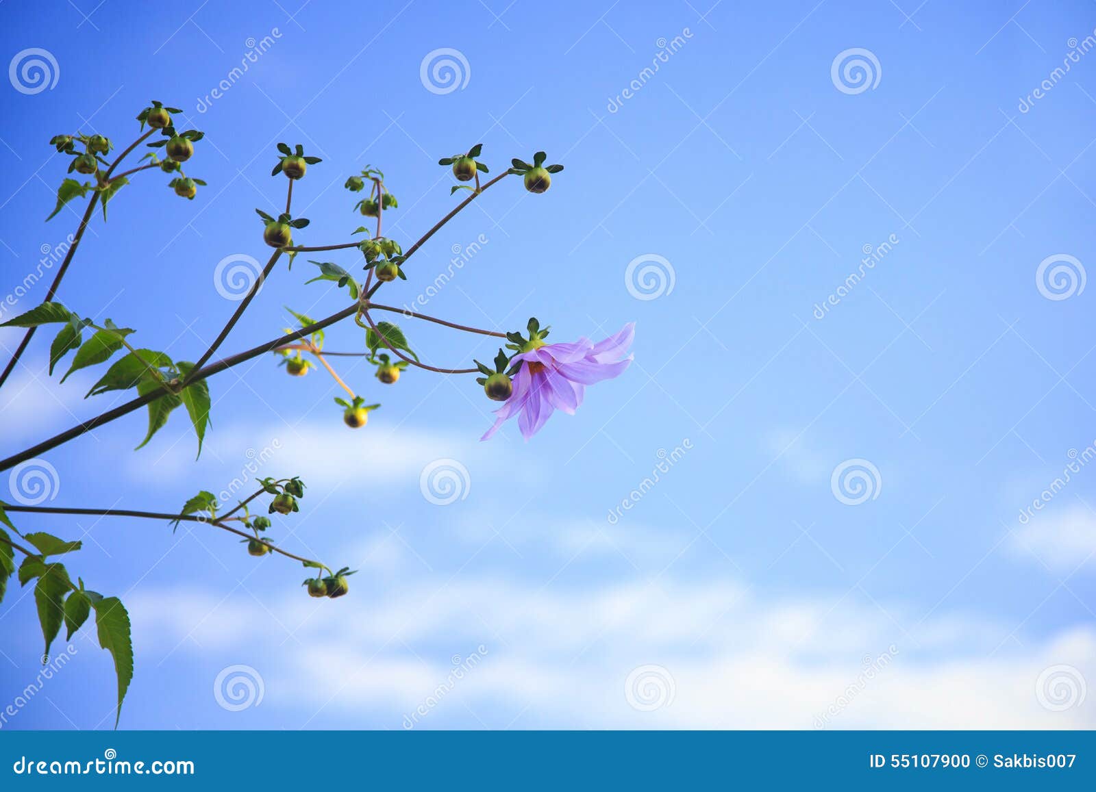 Flower with blue sky stock photo. Image of blooming, blue 55107900