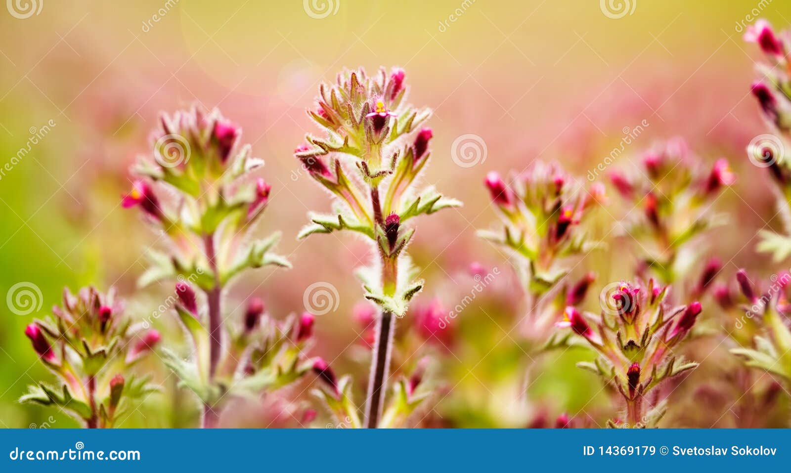 flower bokeh