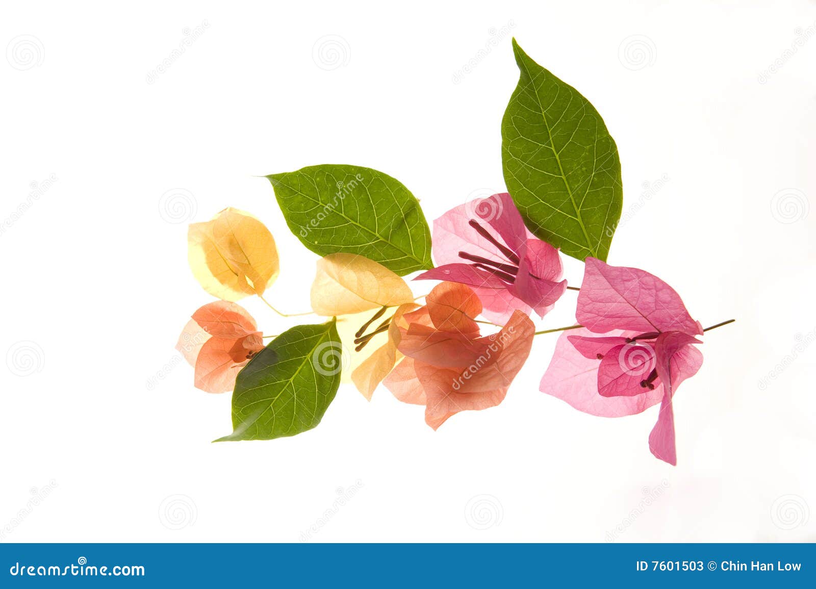 Flower Bougainvillea Petals and Leaves Stock Image Image of