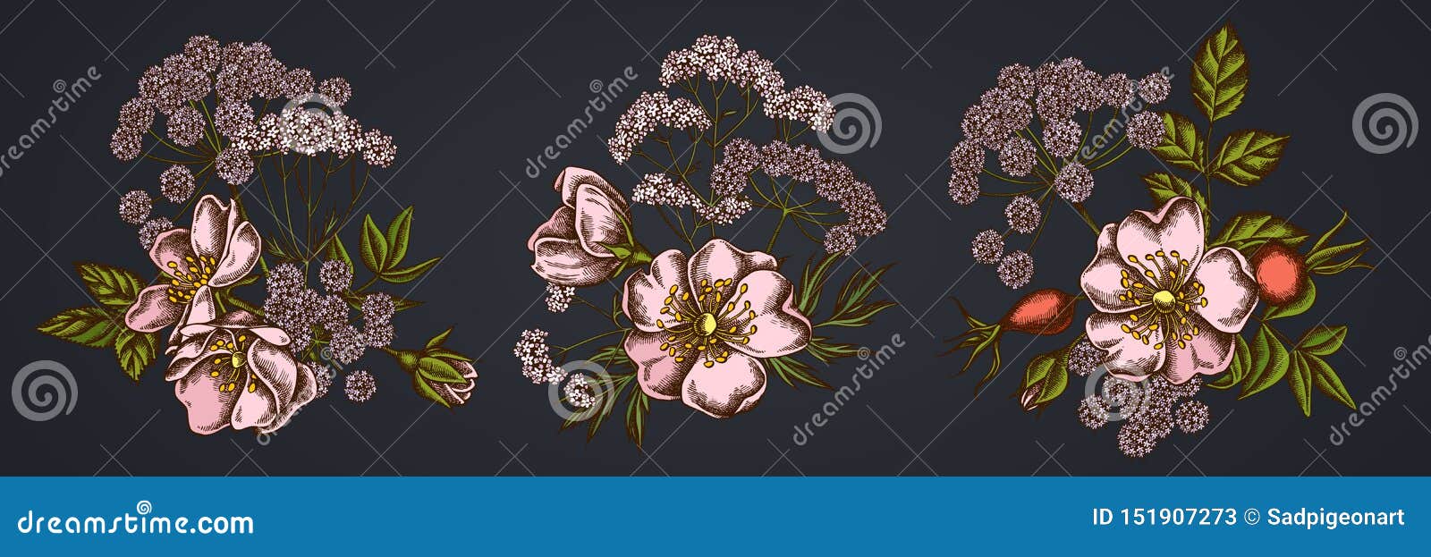 Flower Bouquet Of Dog Rose Valerian Angelica Stock Vector Illustration Of Bush Decoration 151907273