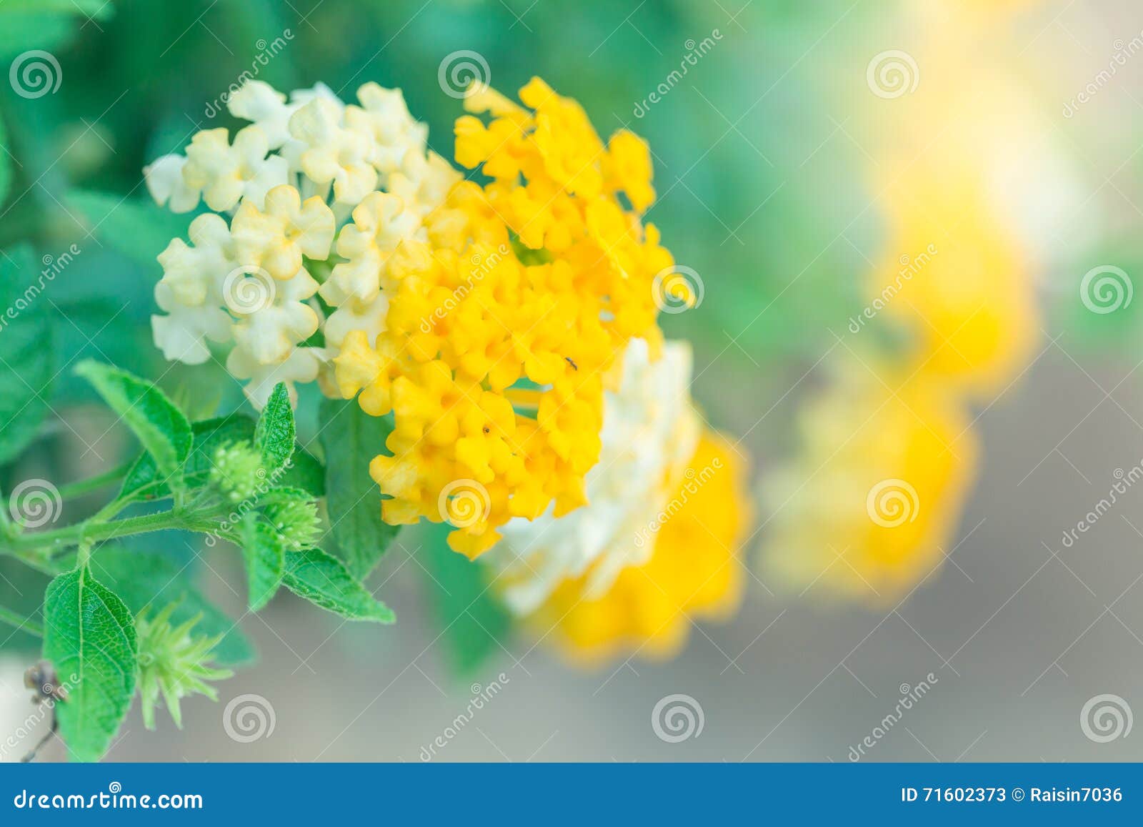 Flower Bouquets (Sunlight Filter Effect). Stock Image Image of