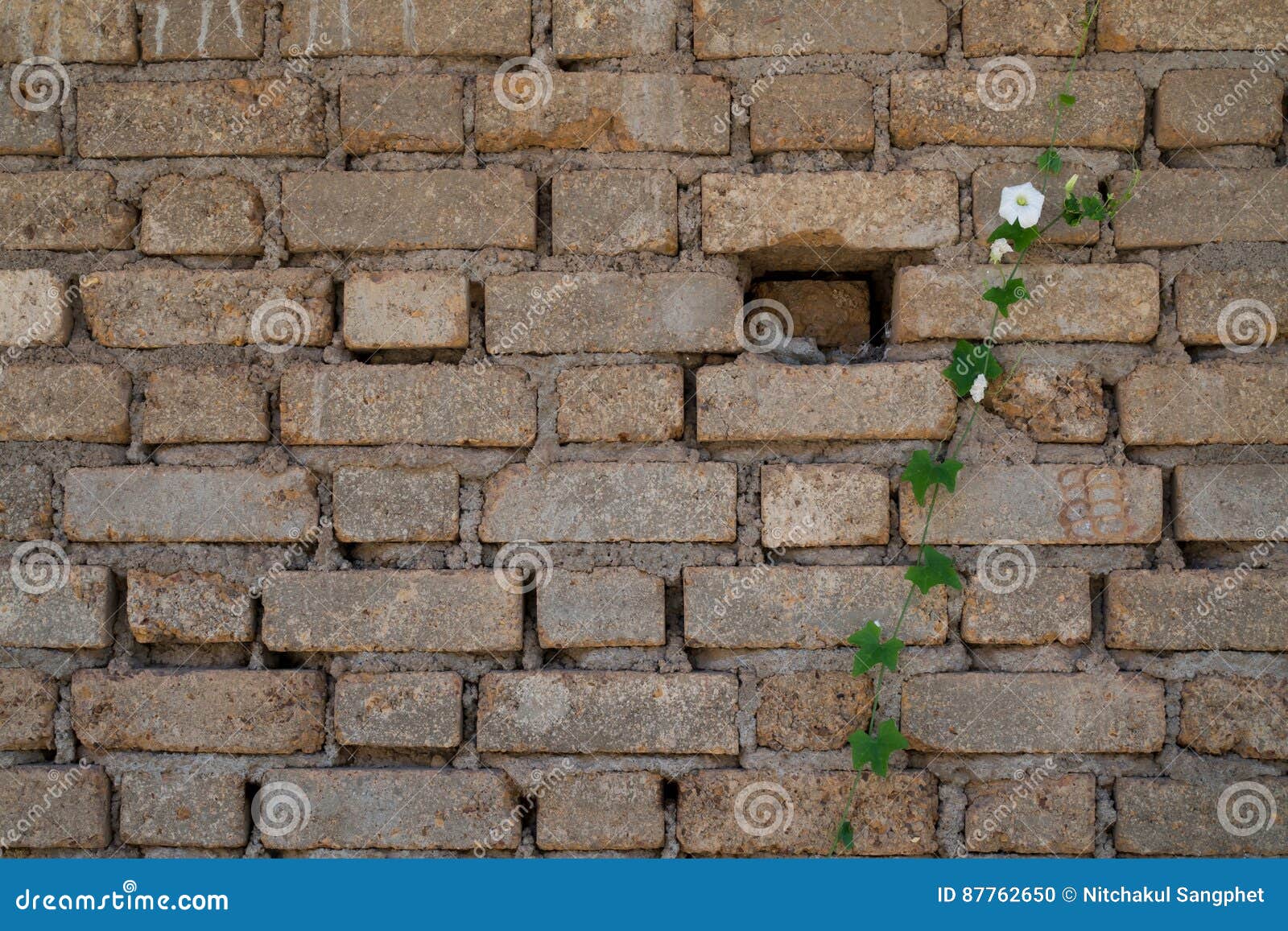 Flower on Brick Wall Background Texture. Stock Photo Image of