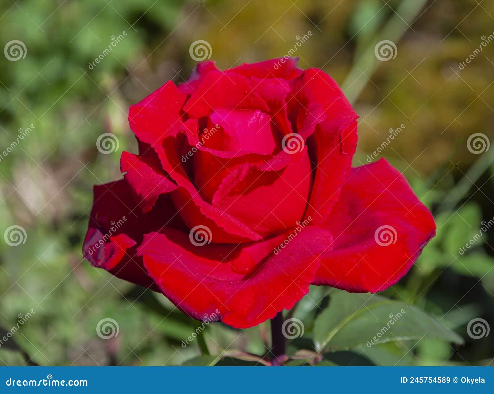 flower of bright scarlet rose of the erotica variety of tantau selection close-up