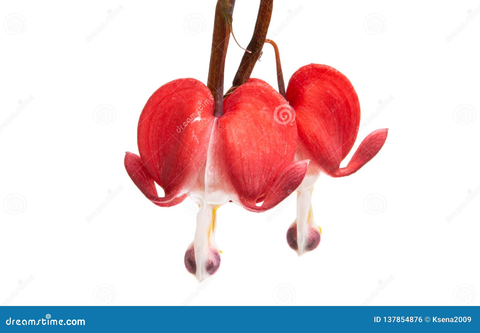 Flower Broken Heart Isolated Stock Photo Image of heart, romantic