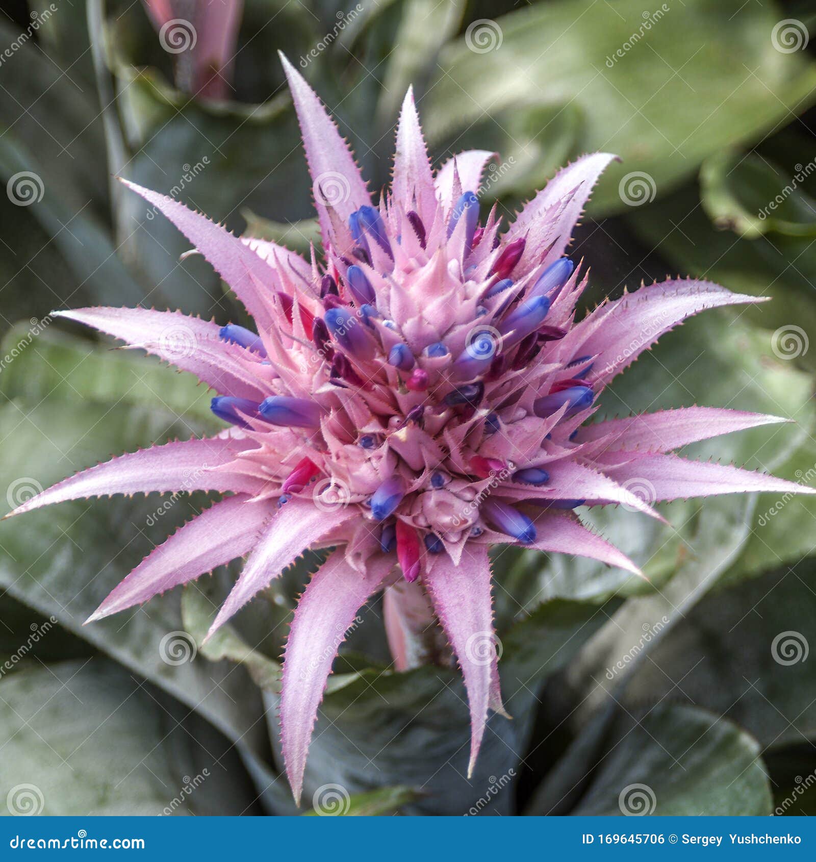 The Flower of BromÃ©lia Aequimea Aechmea. Stock Photo - Image of flower,  nong: 169645706