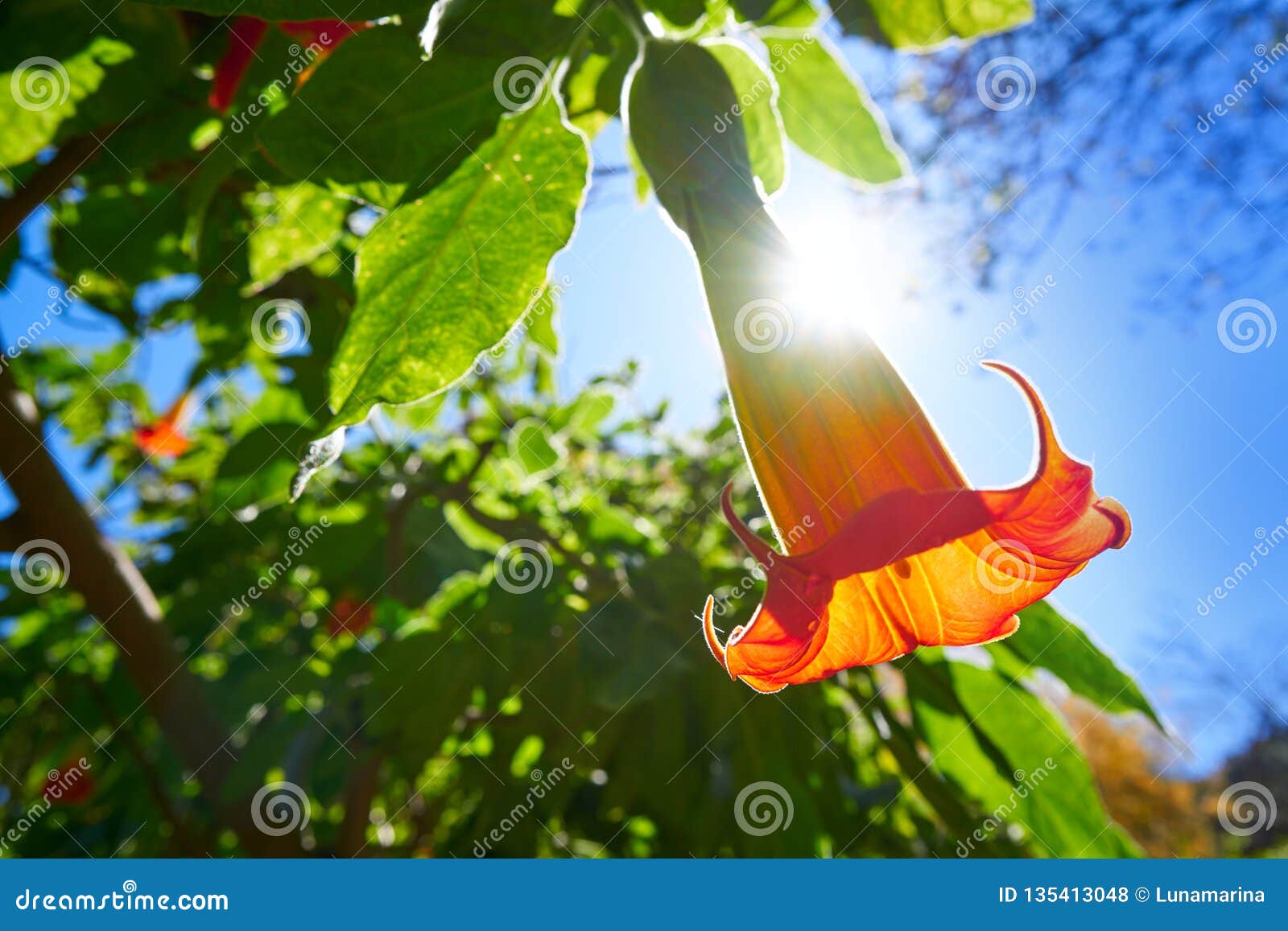 flower brugmansia sanguinea angels trumpet