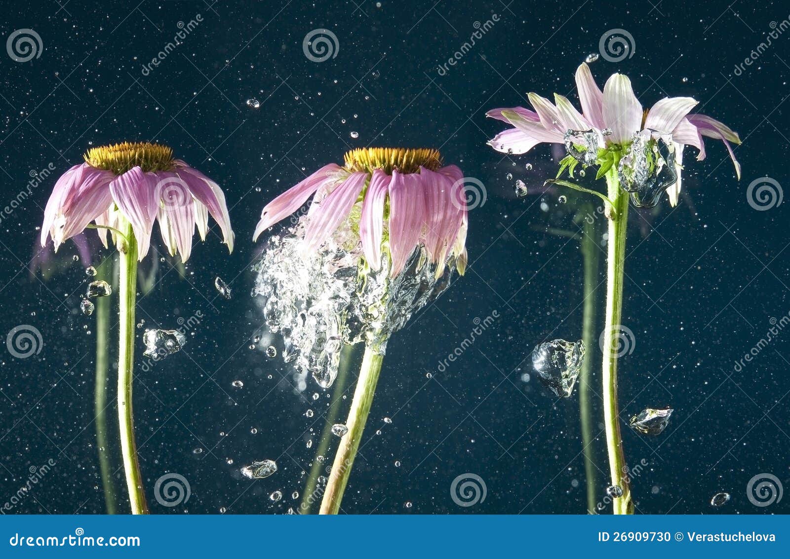 Flower and bubbles stock photo. Image of bubbles, health 26909730