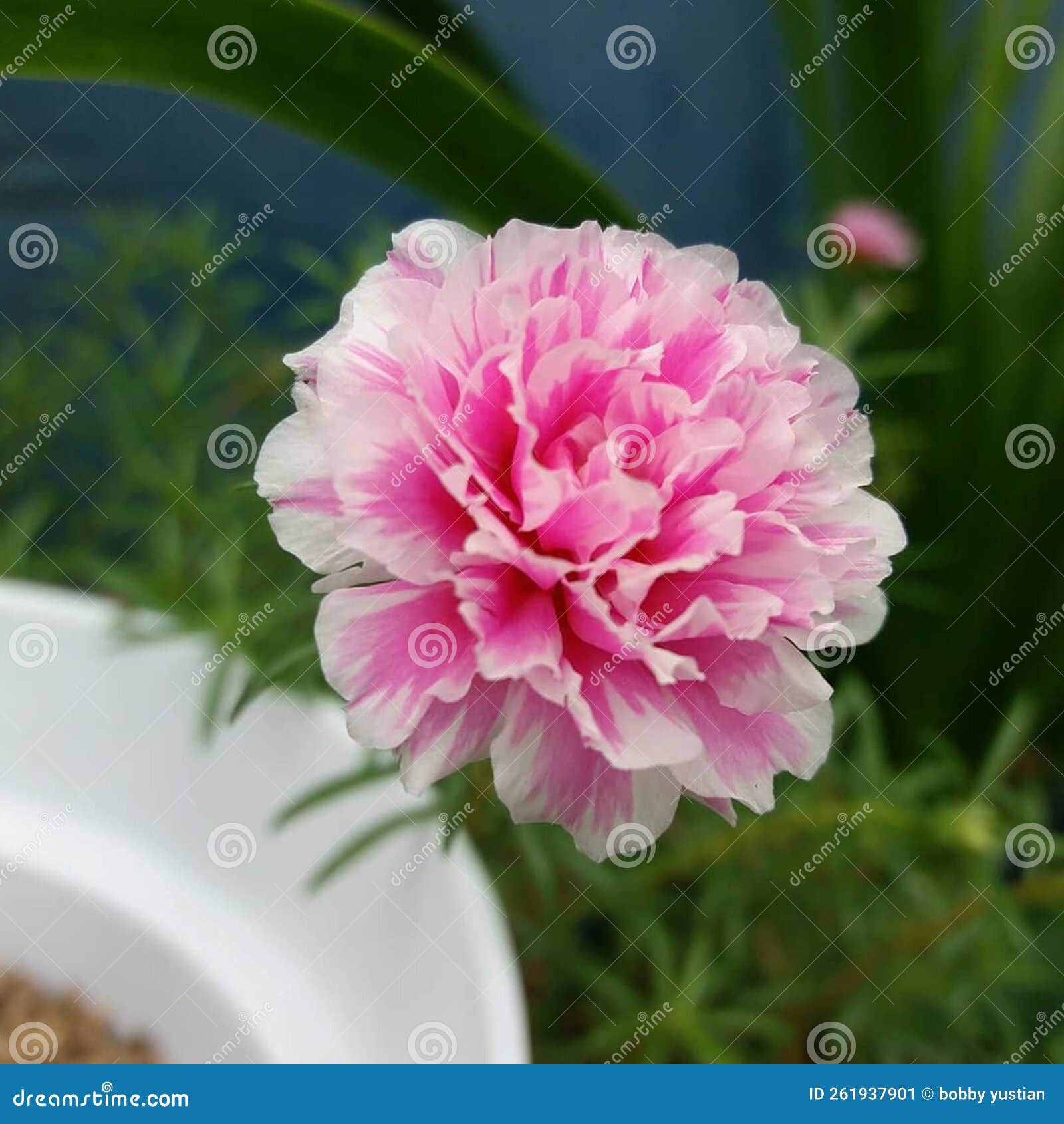 Flower from a bucket stock image. Image of pink, flower 261937901