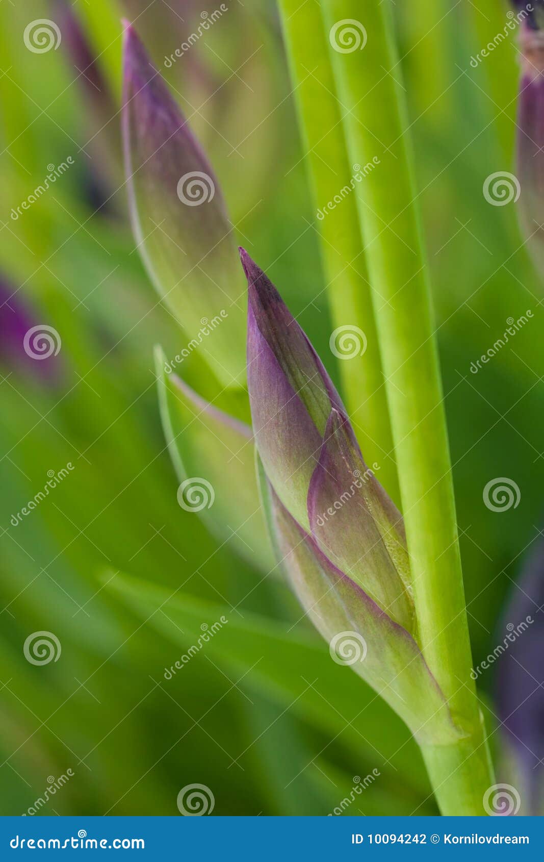 Flower bud stock photo. Image of florist, garden, flowers - 10094242