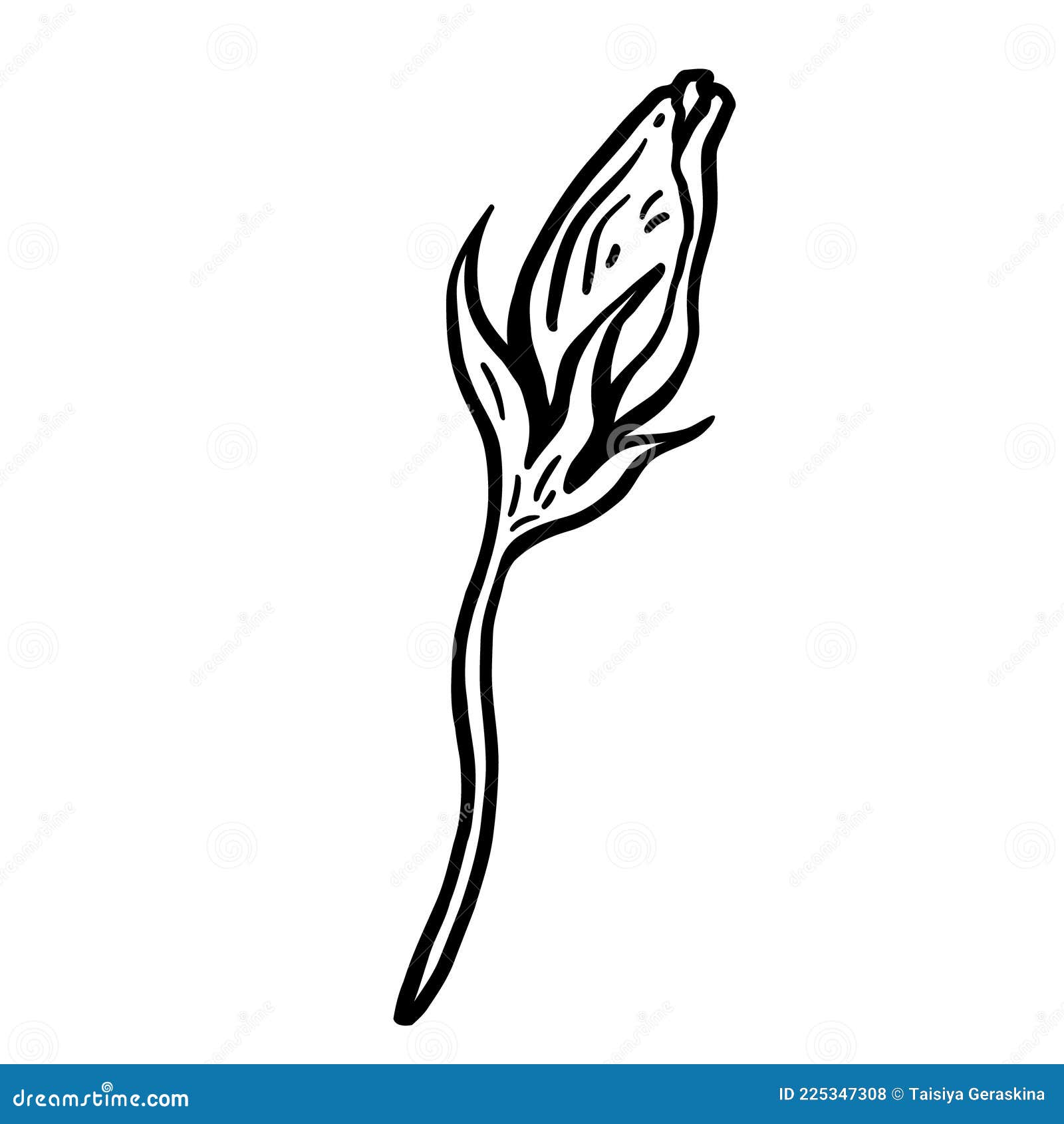 Flower Bud. Hand Drawn Vector Illustration. Monochrome Black and White