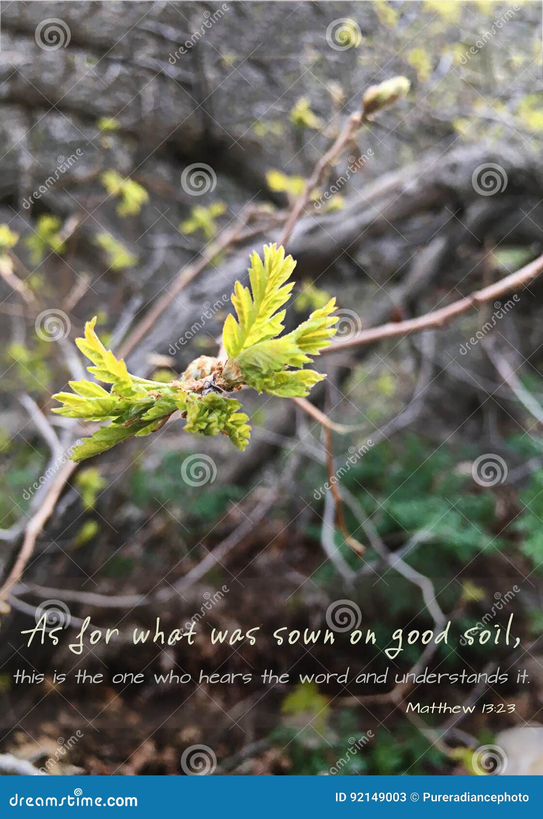 Flower in bud and matthew passage. Christian matthew 12 bible parable about a seed growing in the ground with good soil or thorny soil