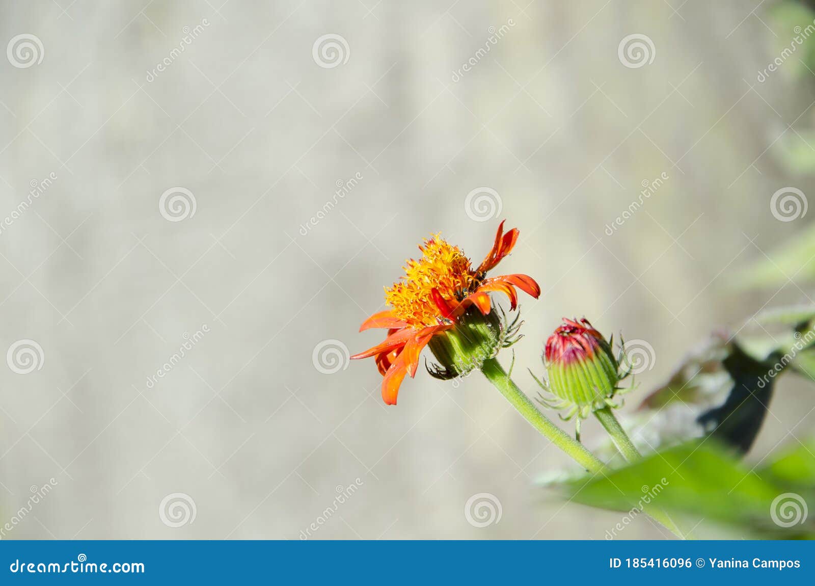 flower and bud of orange plant