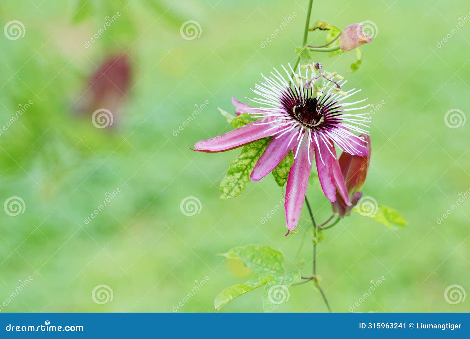 the flower and bud of passiflora caerulea