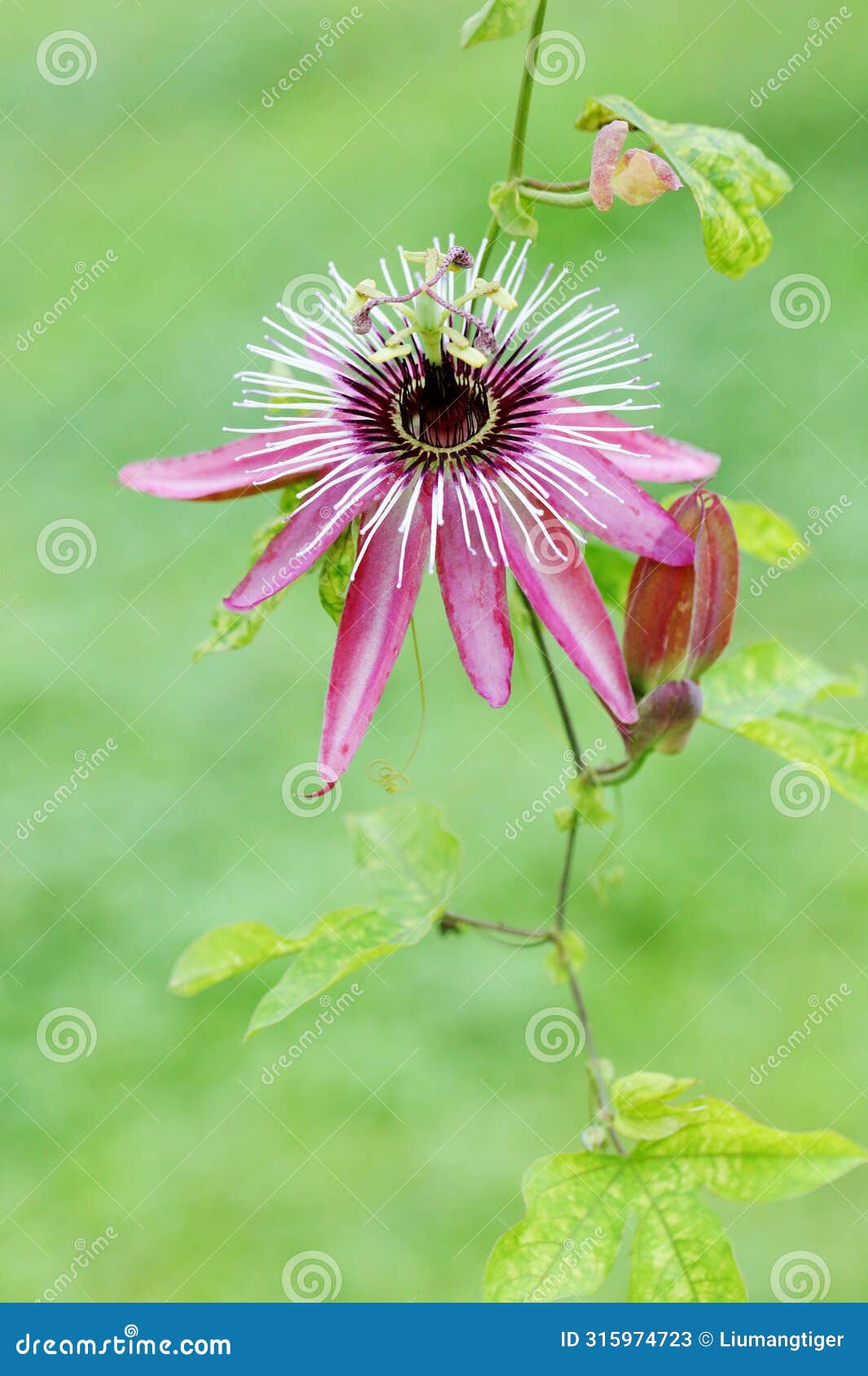 the flower and bud of passiflora caerulea