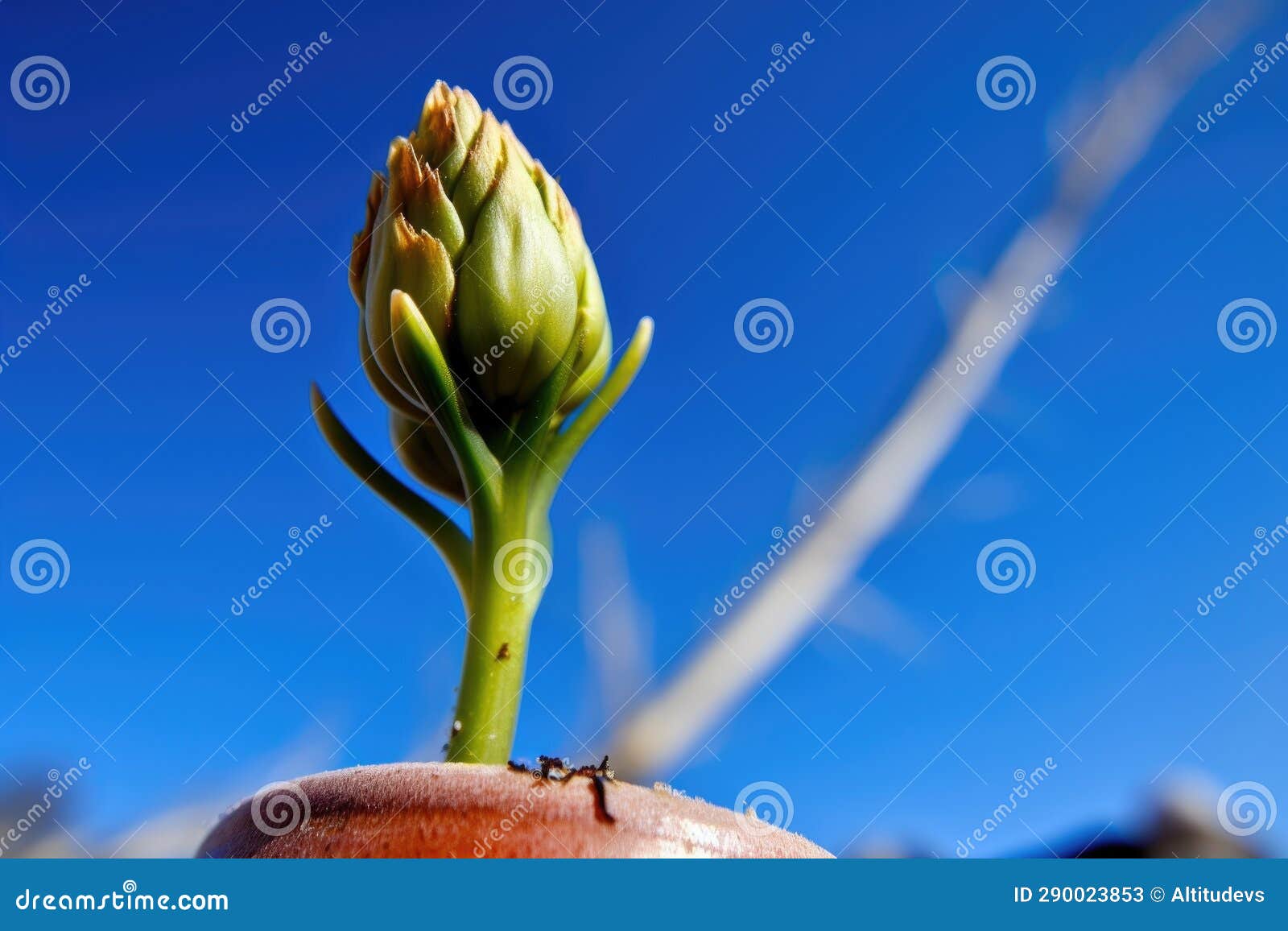 Flower Bud in a Pot Growing and Budding Against a Blue Sky Background Stock Image Image of