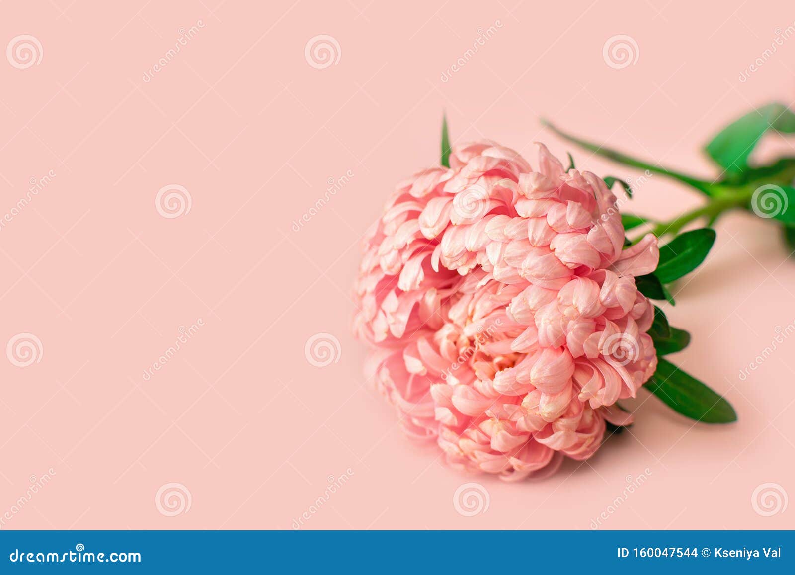 a flower bud of a single aster peony-d soft pink lies on a light pink background. beautiful blank for a greeting card.