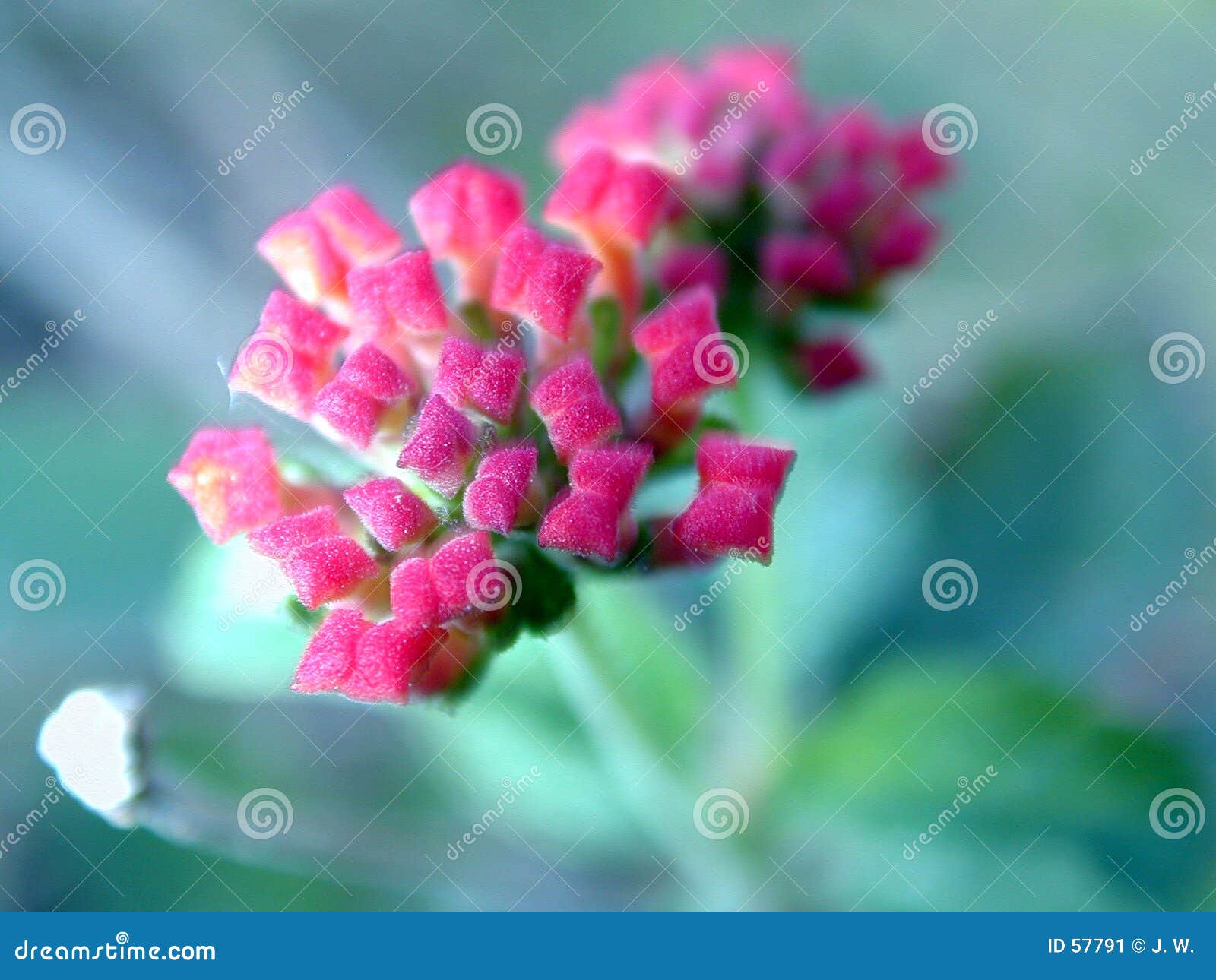 Flower Buds stock image. Image of plants, plant, nature 57791