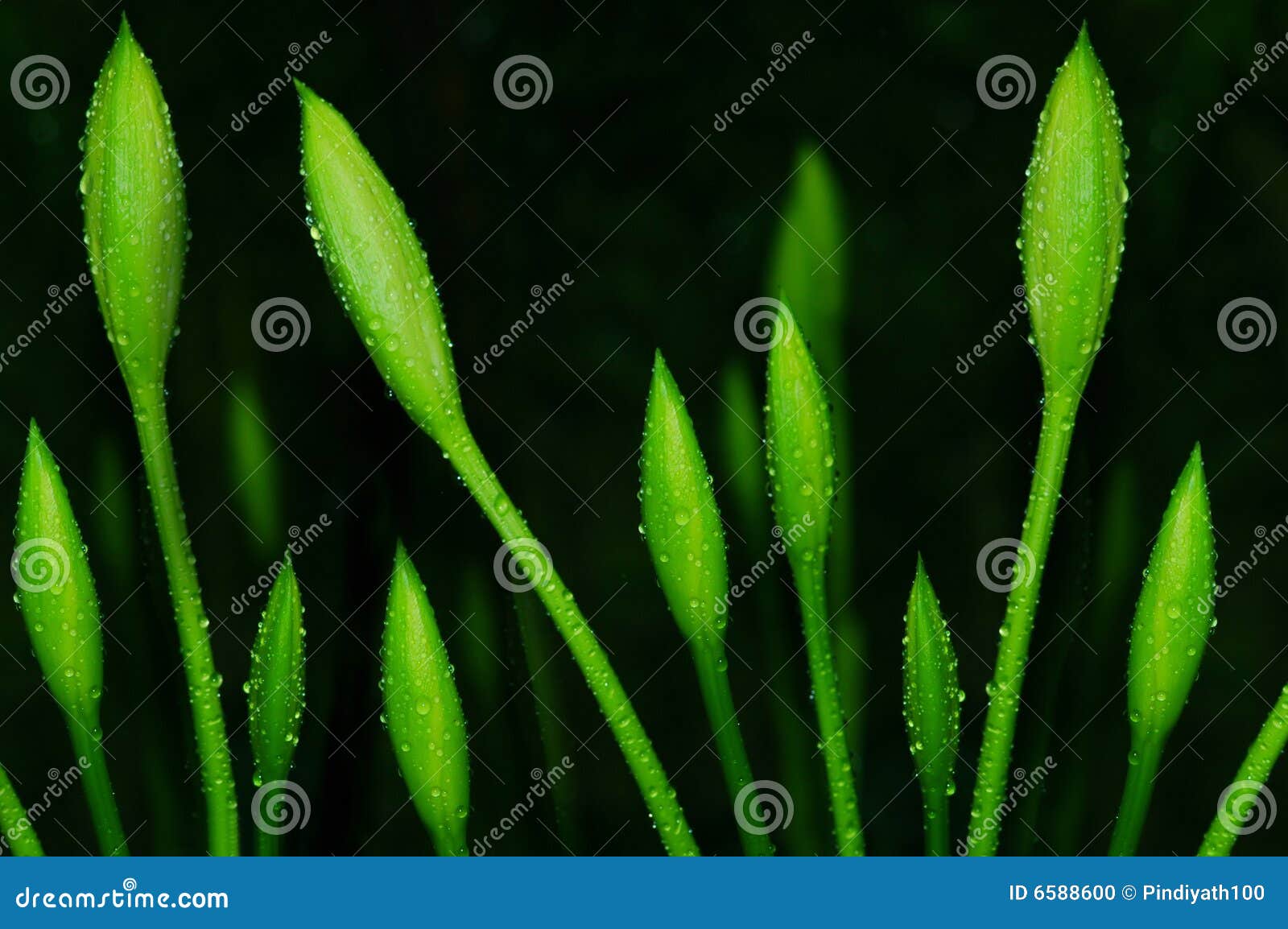 Flower Buds stock photo. Image of buds, rain, beautiful 6588600