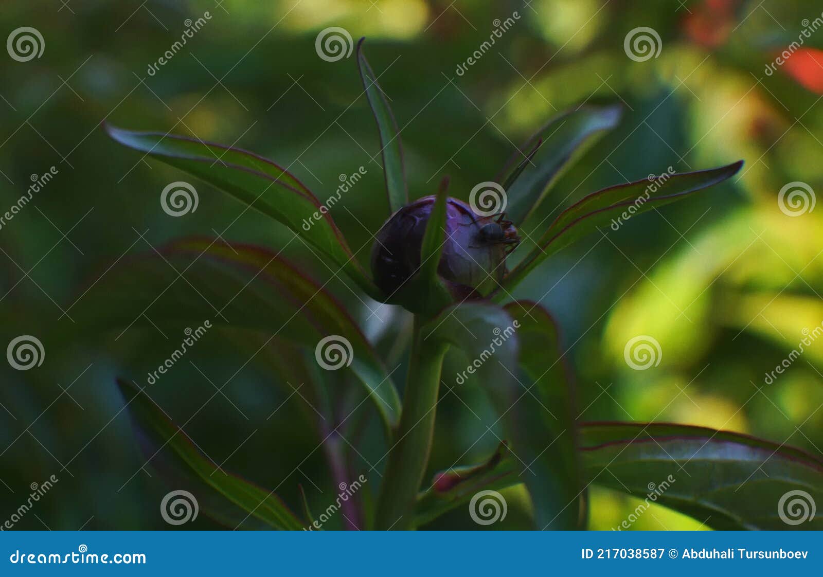 In the Flower Buds of the Ant Stock Image Image of insect, floral