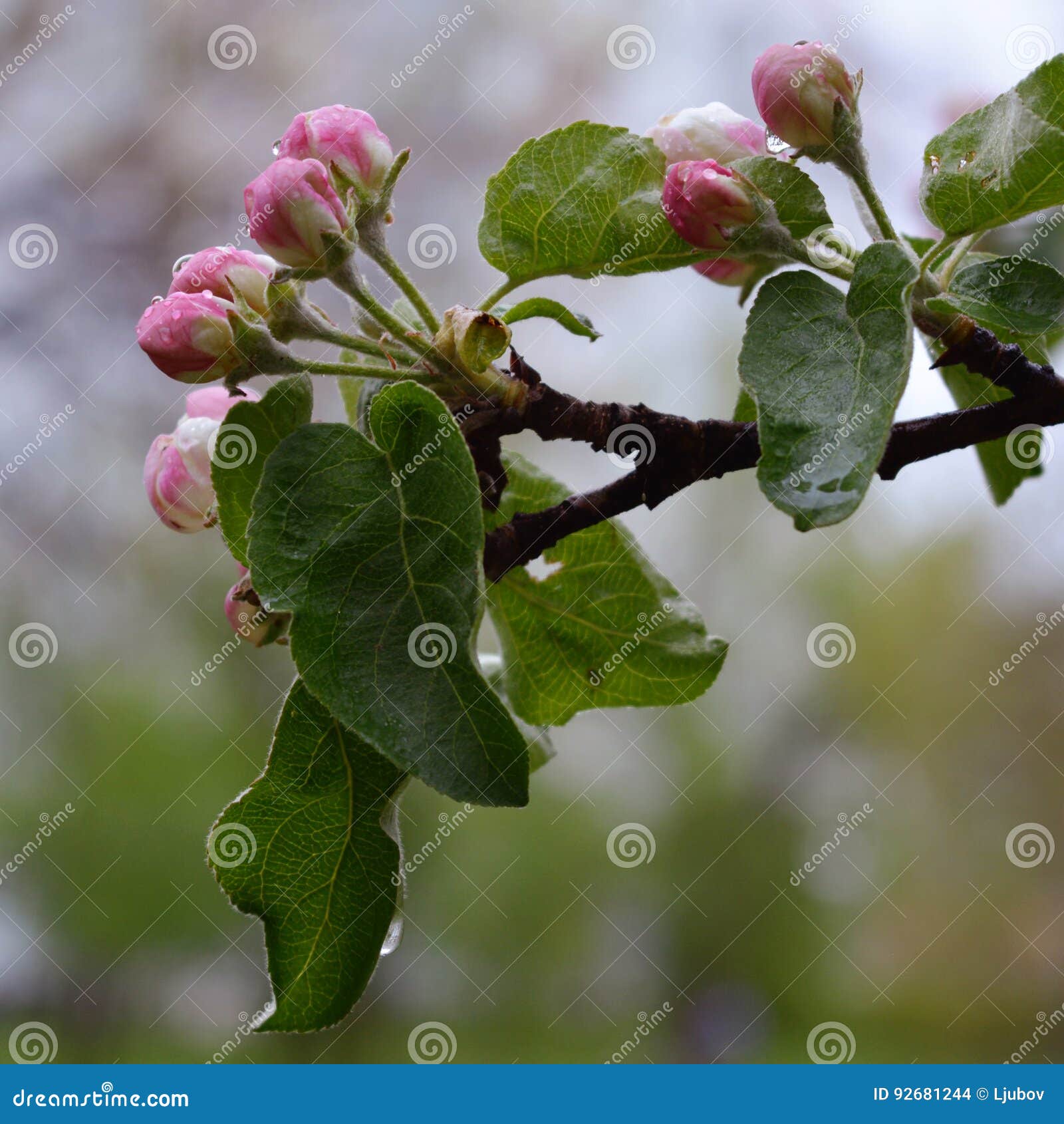 Flower Buds of Apple Tree after the Rain with Water Drops Stock Photo