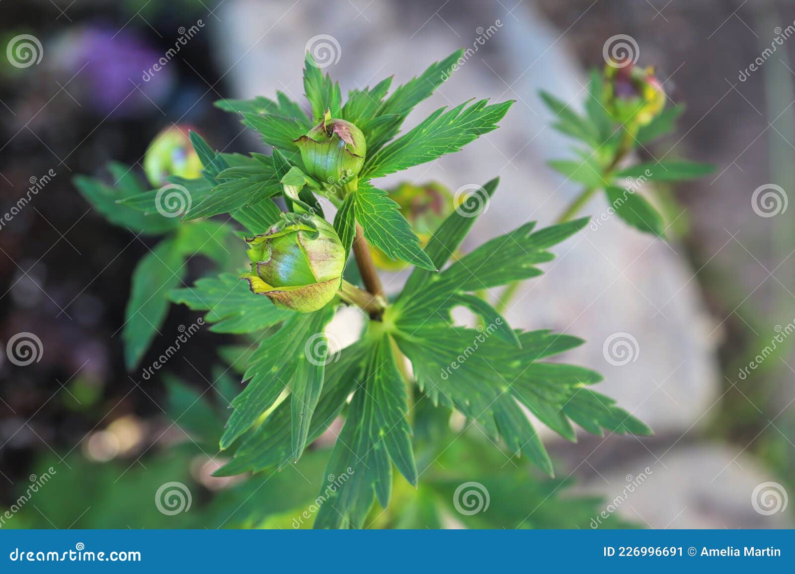 Flower Buds on a Globe Flower about To Bloom Stock Image Image of