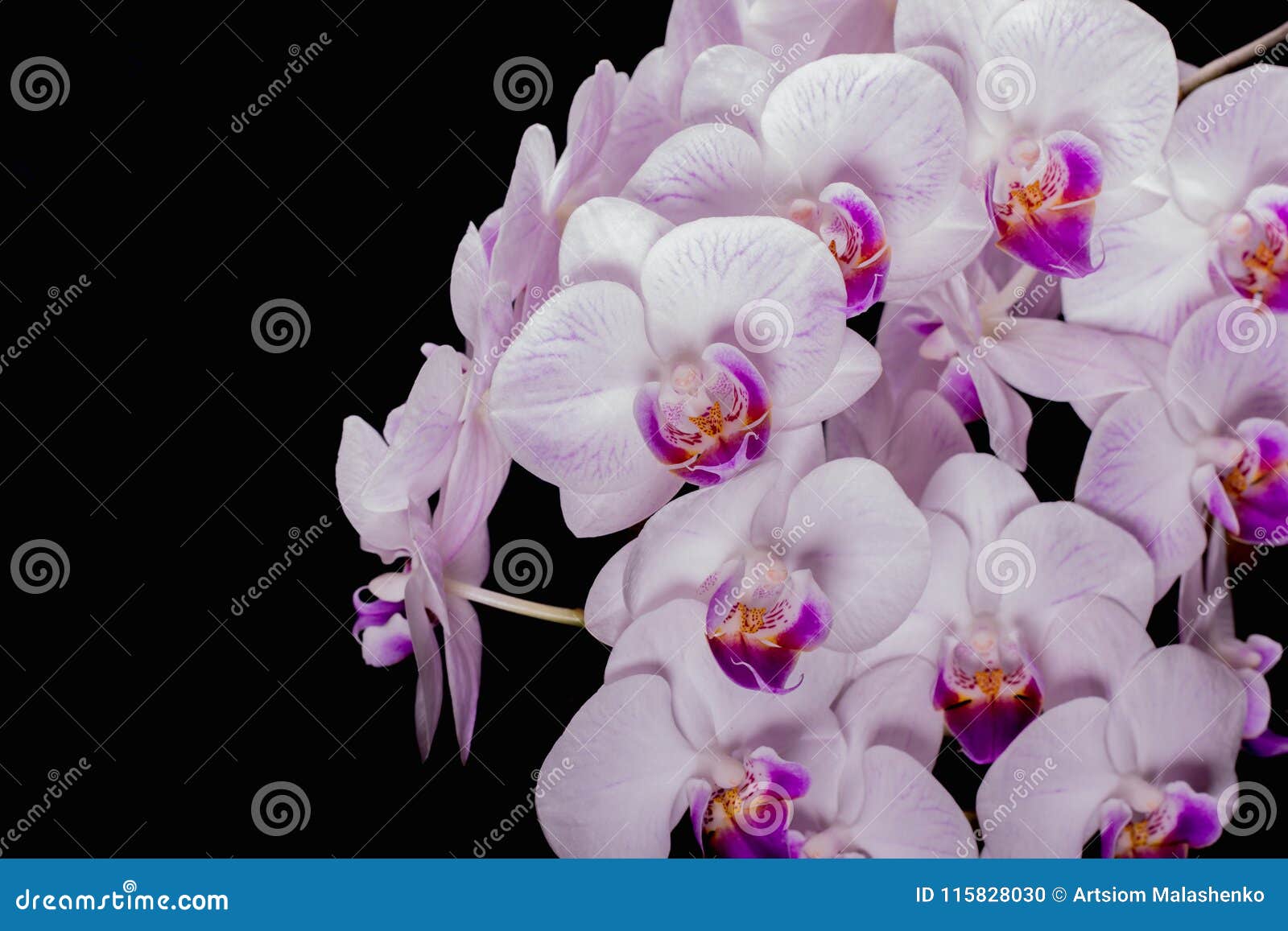 Flower Buds Orchid on a Black Background Stock Photo Image of bloom
