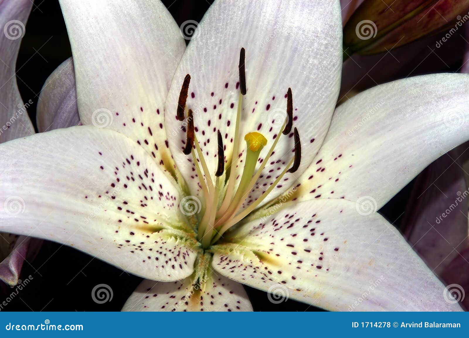 Flower Bulb stock photo. Image of grow, beautiful, group 1714278