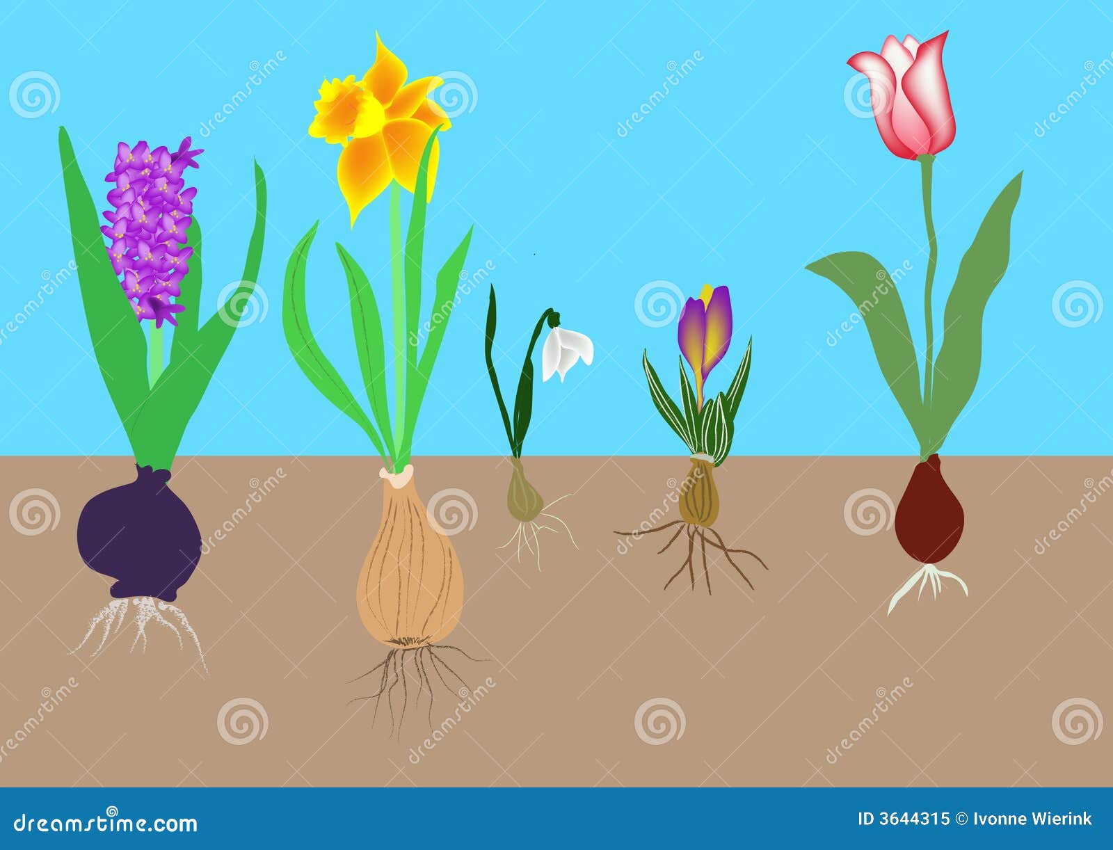 Тюльпан корневище. Луковица тюльпана с детками. Корень тюльпана. Тюльпан растение с луковицей. Луковица тюльпана.