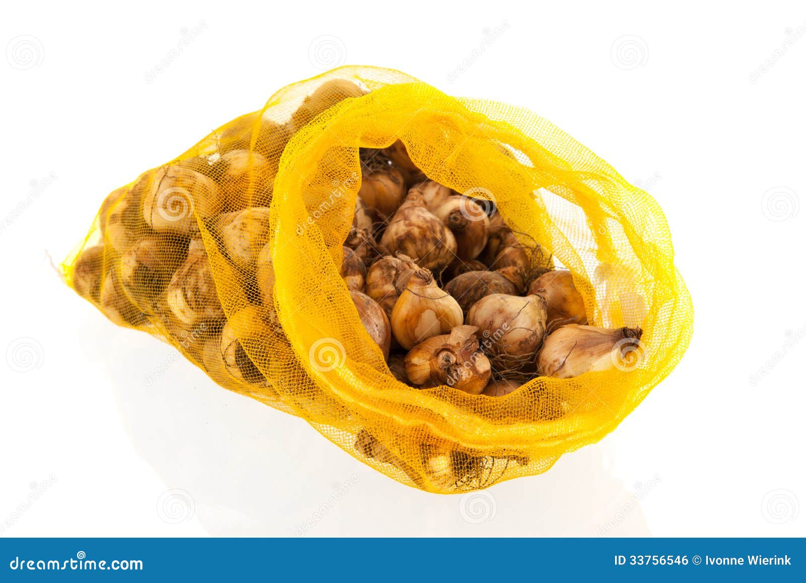 Flower bulbs in bag stock photo. Image of bulbs, nature 33756546