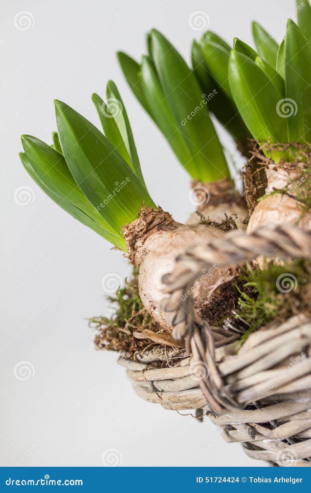 Flower bulbs in a basket stock photo. Image of empty 51724424