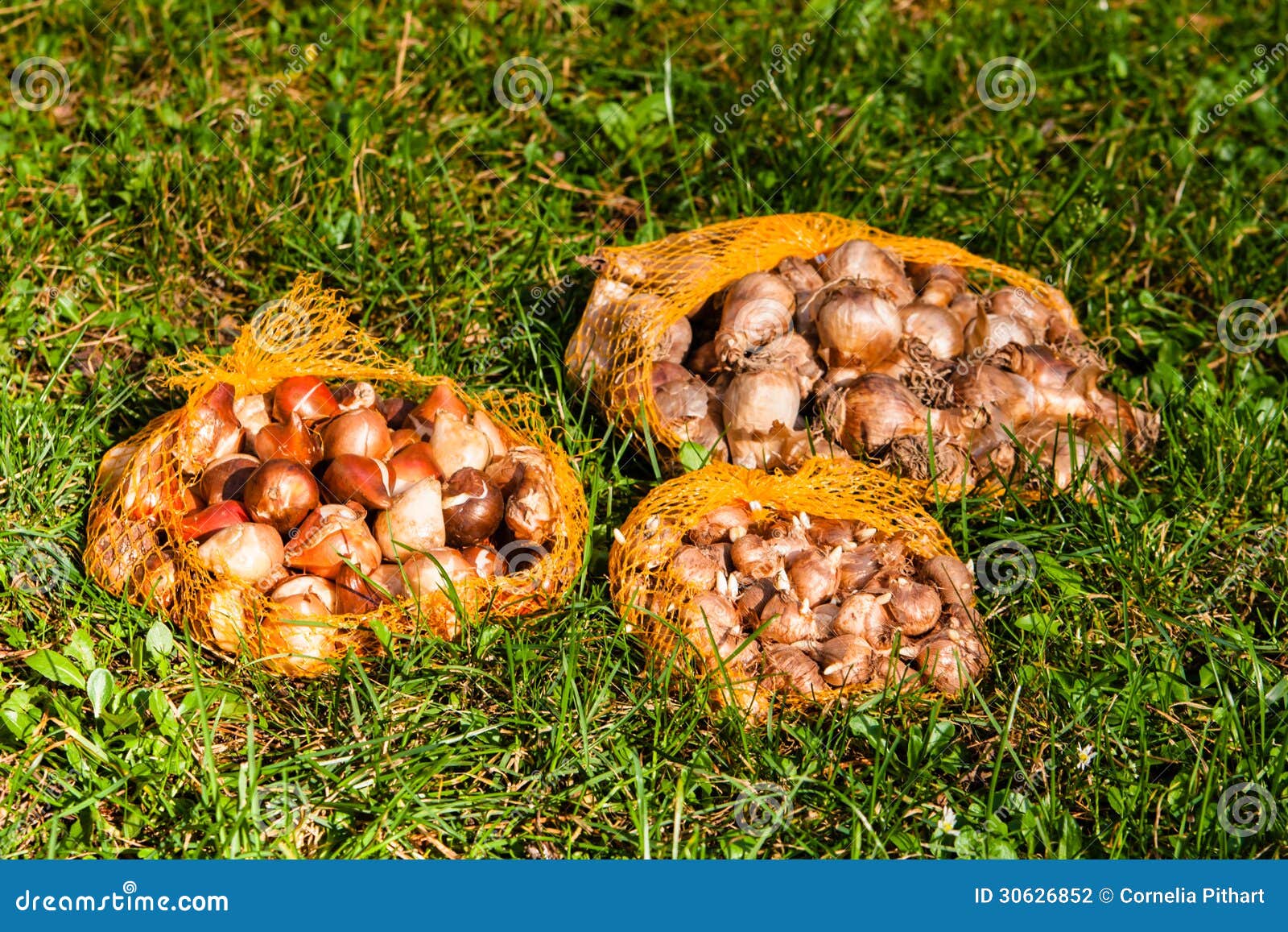 Flower bulbs in the garden stock photo. Image of daffodil 30626852