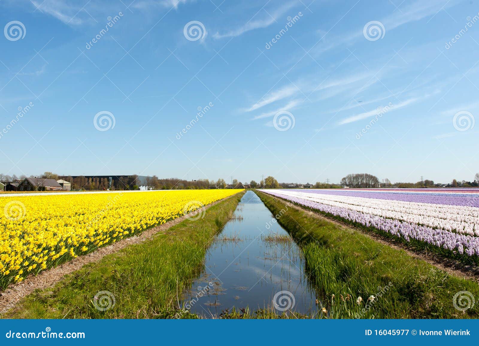 Flower bulbs in Holland stock image. Image of landscape 16045977