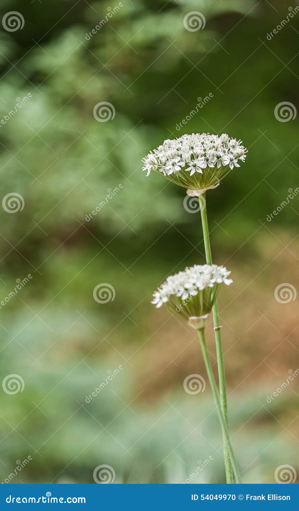 Flower bunches stock photo. Image of bunches, growing 54049970