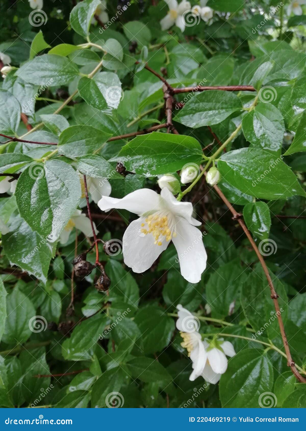 flower of the bush jasmine in the park