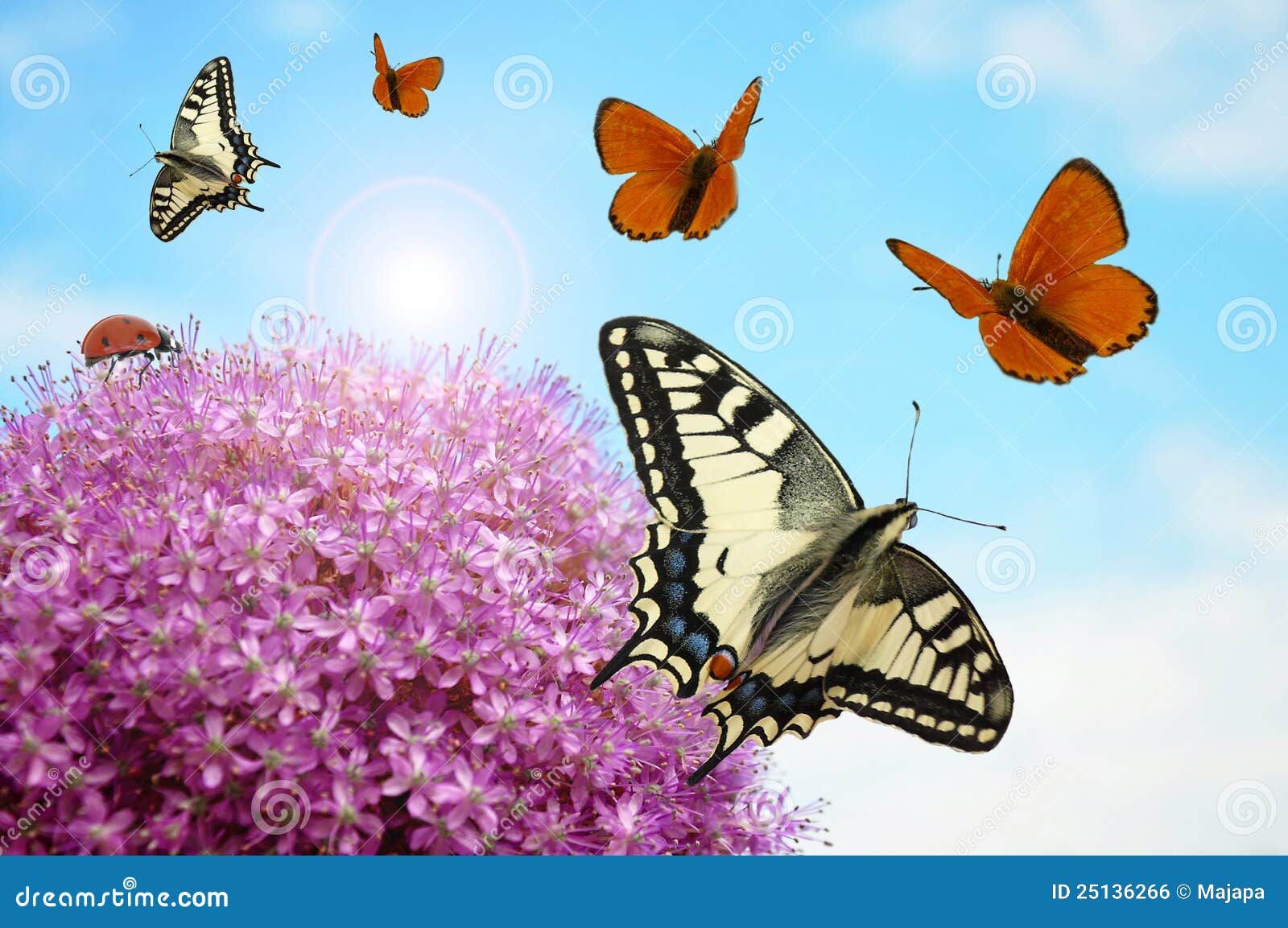 Flower with Butterflies and Ladybug Stock Photo Image of insects
