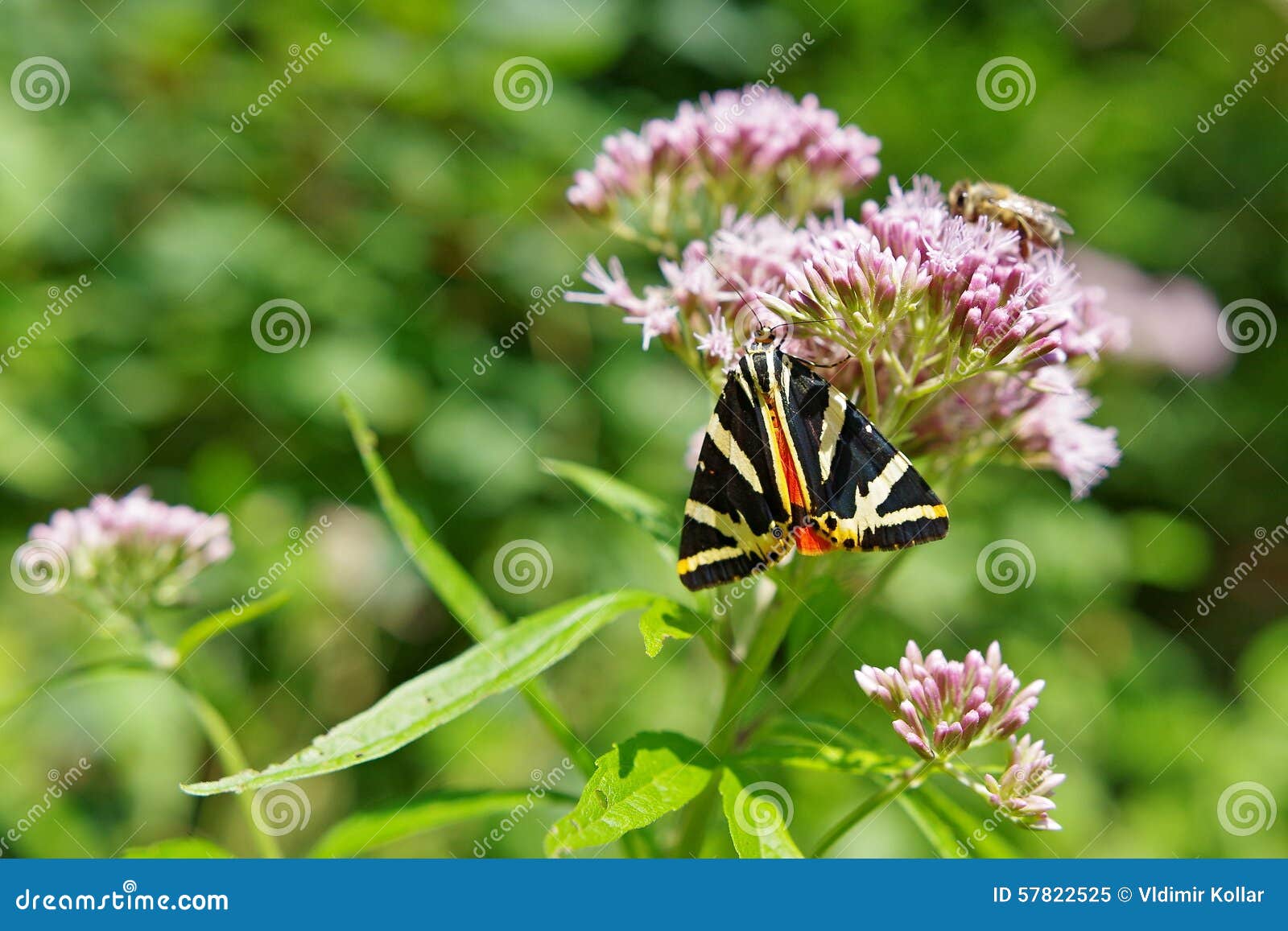 Flower With Butterfly And Bee Stock Image Image of butterfly, flower
