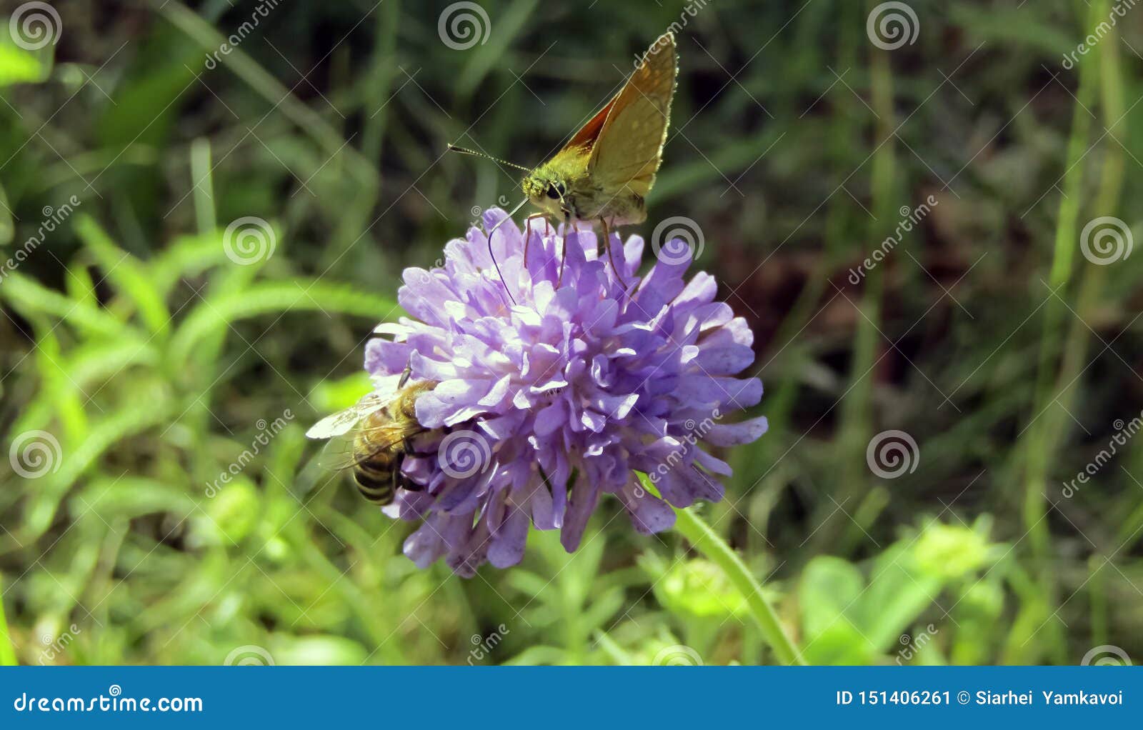 Insects Bee and Butterfly Together Pollinates a Bright Pink Flower. the