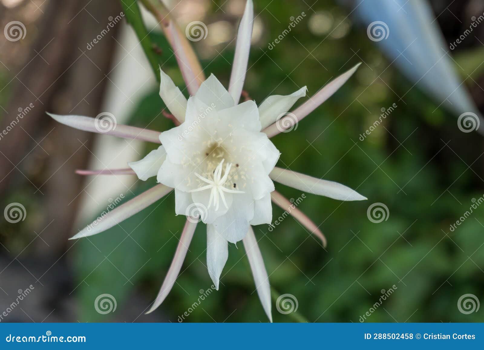 flower cactus epiphyllum pumilum