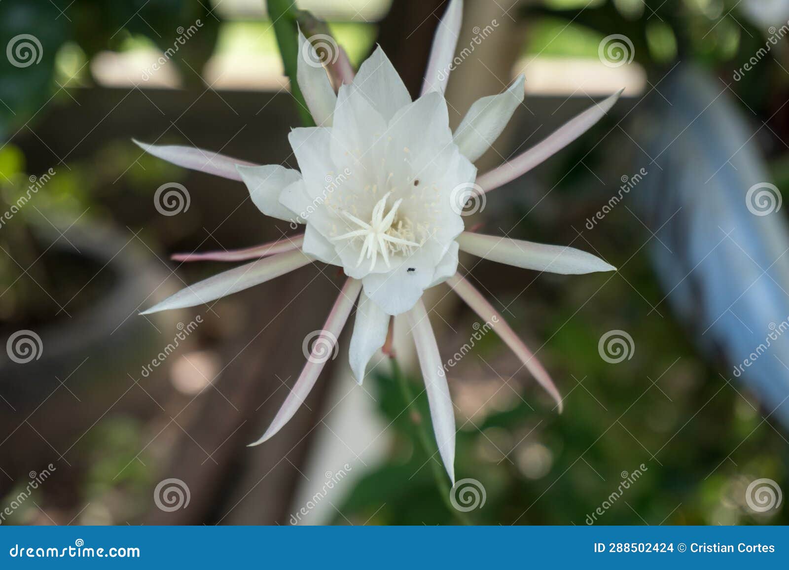 flower cactus epiphyllum pumilum