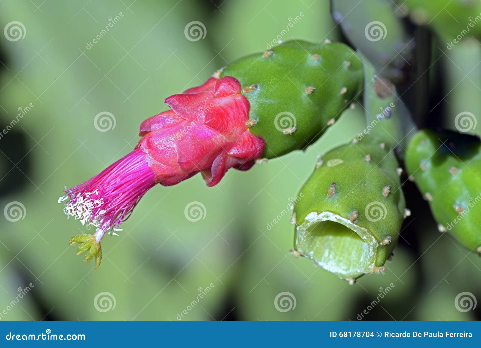 flower of the cactus opuntia cochenillifera