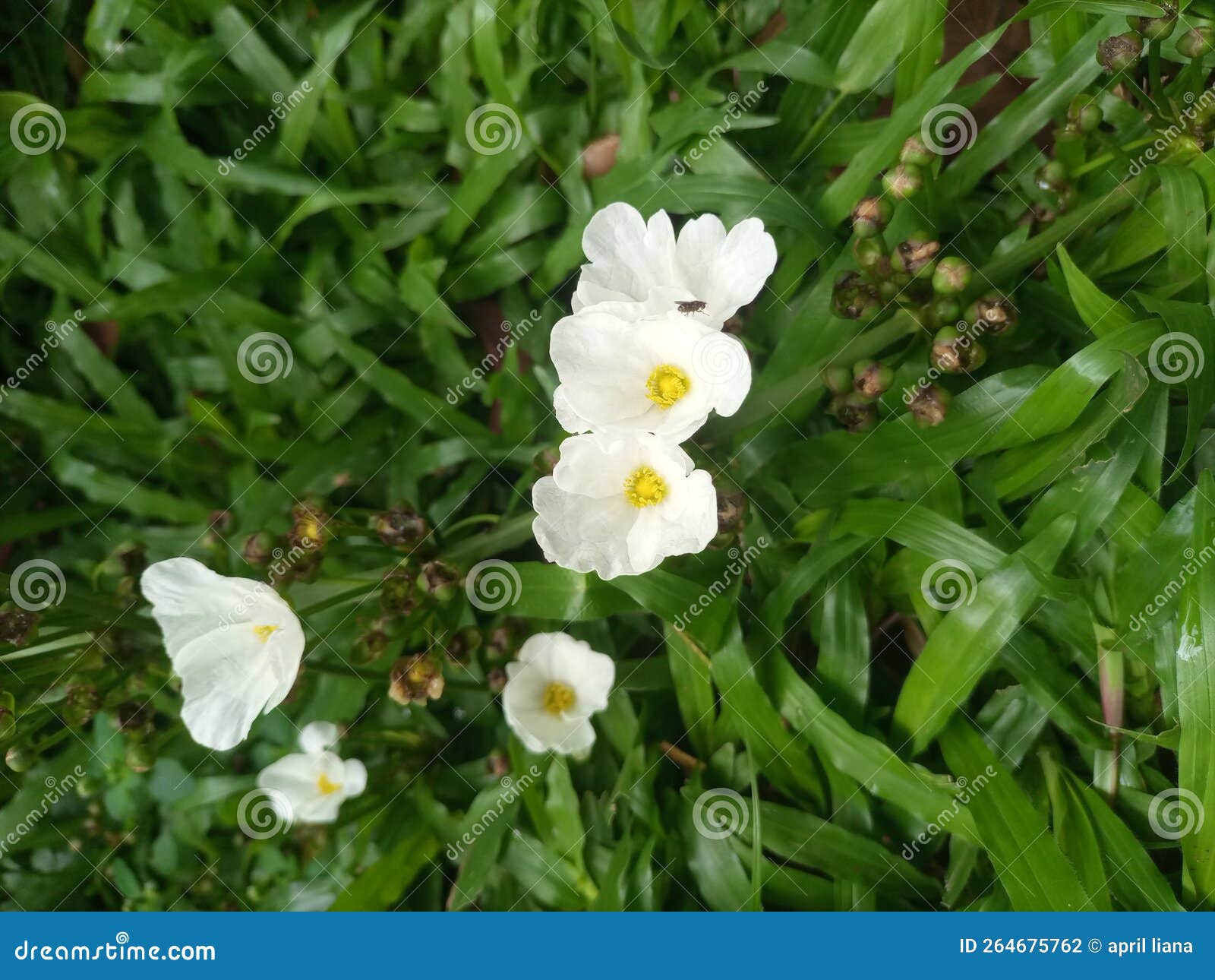 This Flower is Called Water Jasmine Stock Photo Image of blossom, leaf 264675762